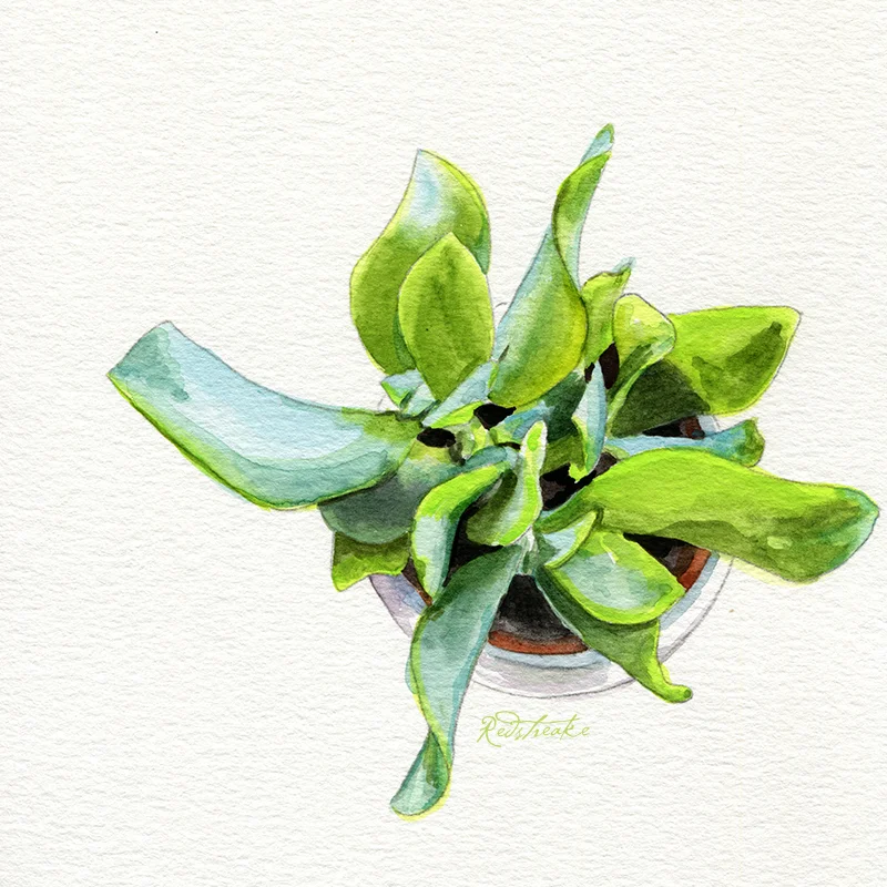 succulentpot_above6.jpg