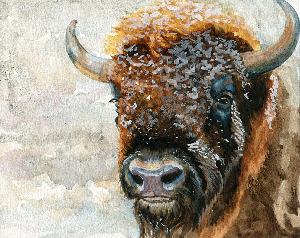 bisonportrait3_bkgnd.jpg