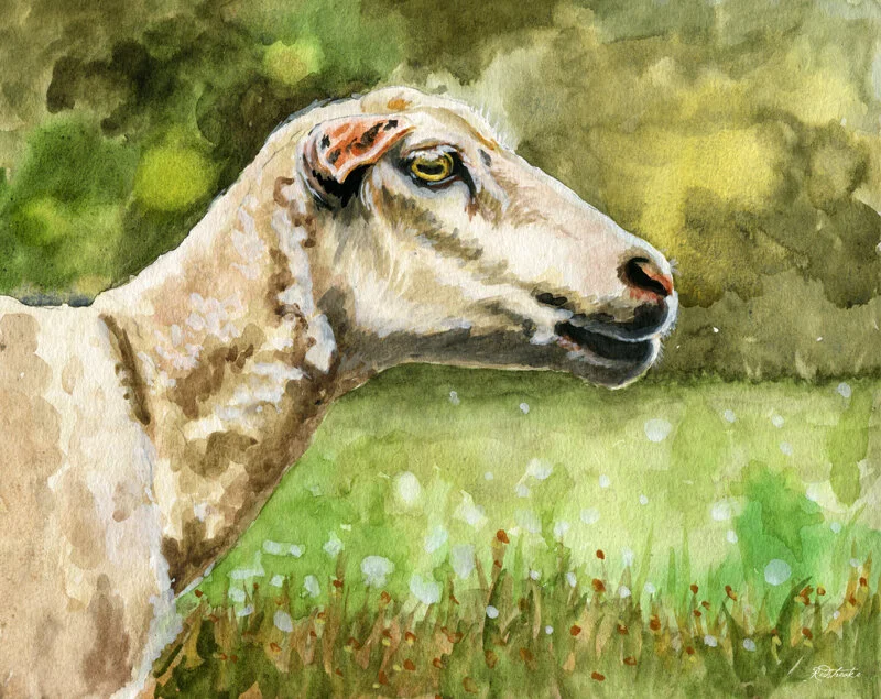 sheep_portrait.jpg