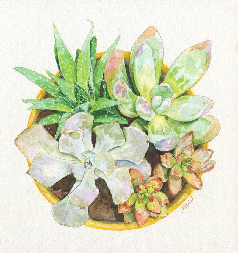 succulentassemblage4_redstreake.jpg