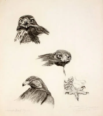 Western Redtailed Hawk study, Pencil