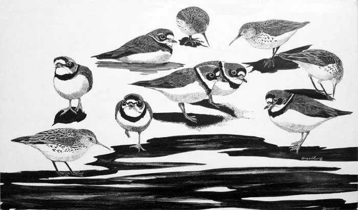 Semipalmated Plovers & Western Sandpipers at Dungeness, ink on scratchboard