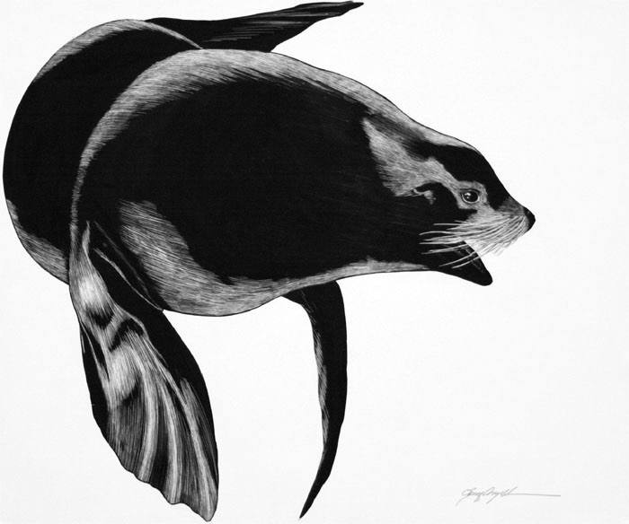 Northern Sea Lion, clayboard.