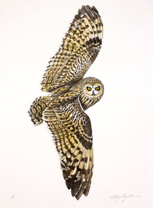 Short Eared Owl