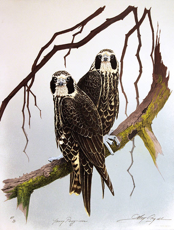 Young Peregrines