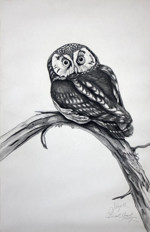 Boreal Owl Study