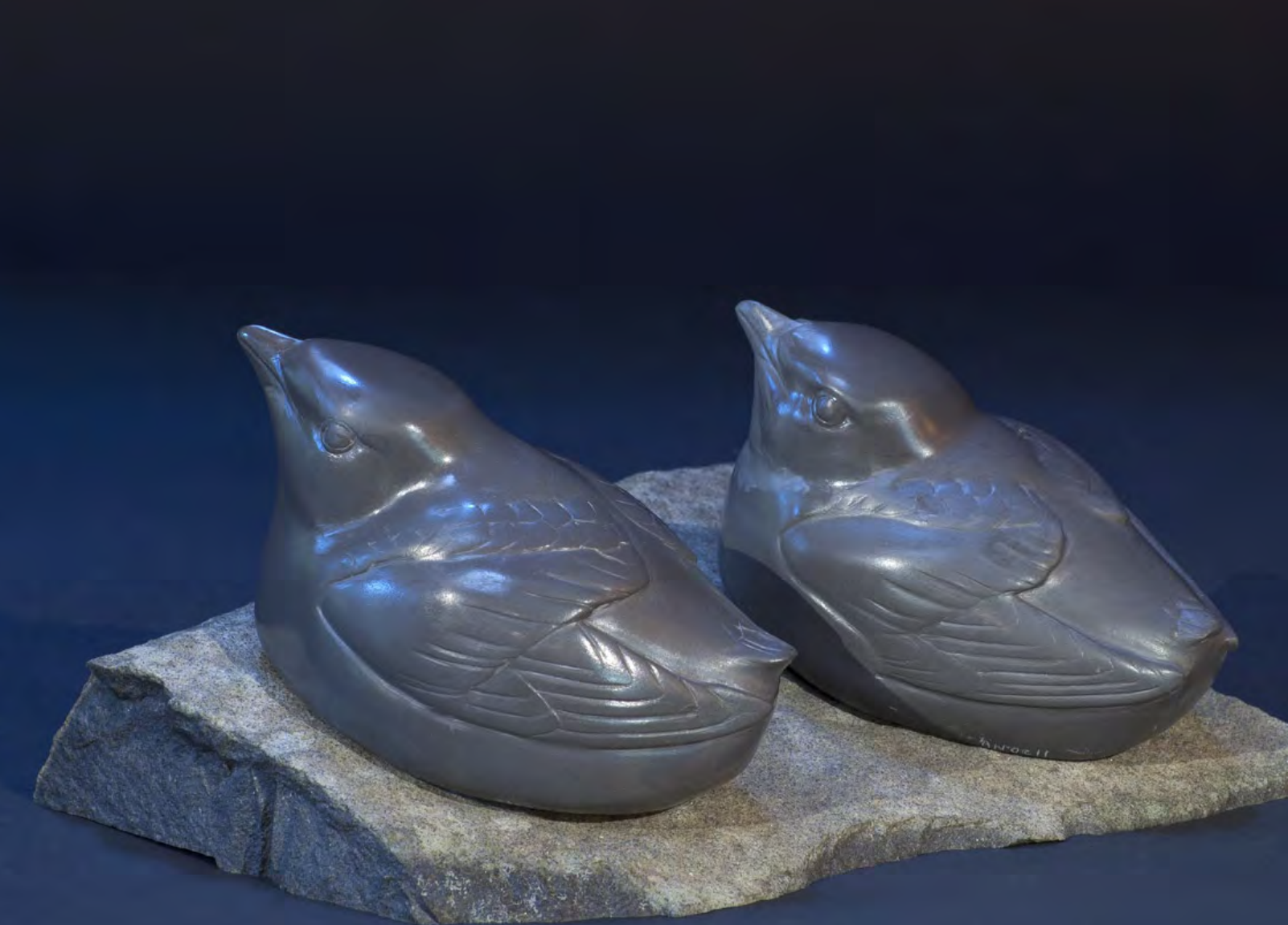 Murrelets at Sea
