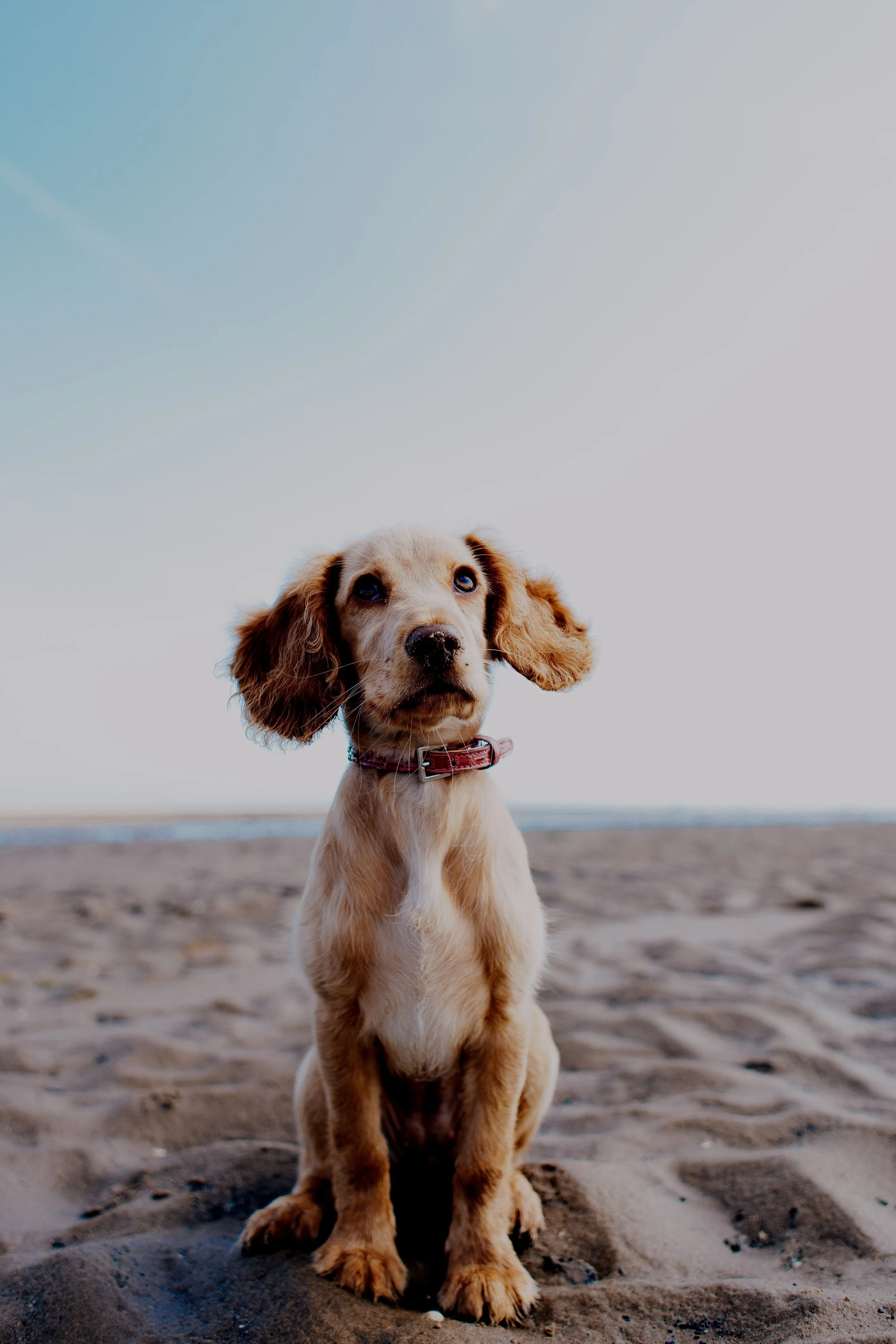 Against the odds: Fighting back against dog theft &amp; recovering your pet