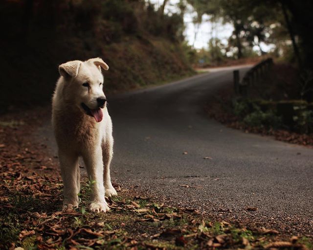 Good girl.
.
.
.
.
#doggo #dog #walk #galiza #road #forest #pet #cartelle #ourense #spain #espa&ntilde;a #hiking #picoftheday #senderismo #galicia #estrada #whitedog #espanha #dogsofinstagram #canonphotos #animalphotography  #outdoors #modernwild #fo