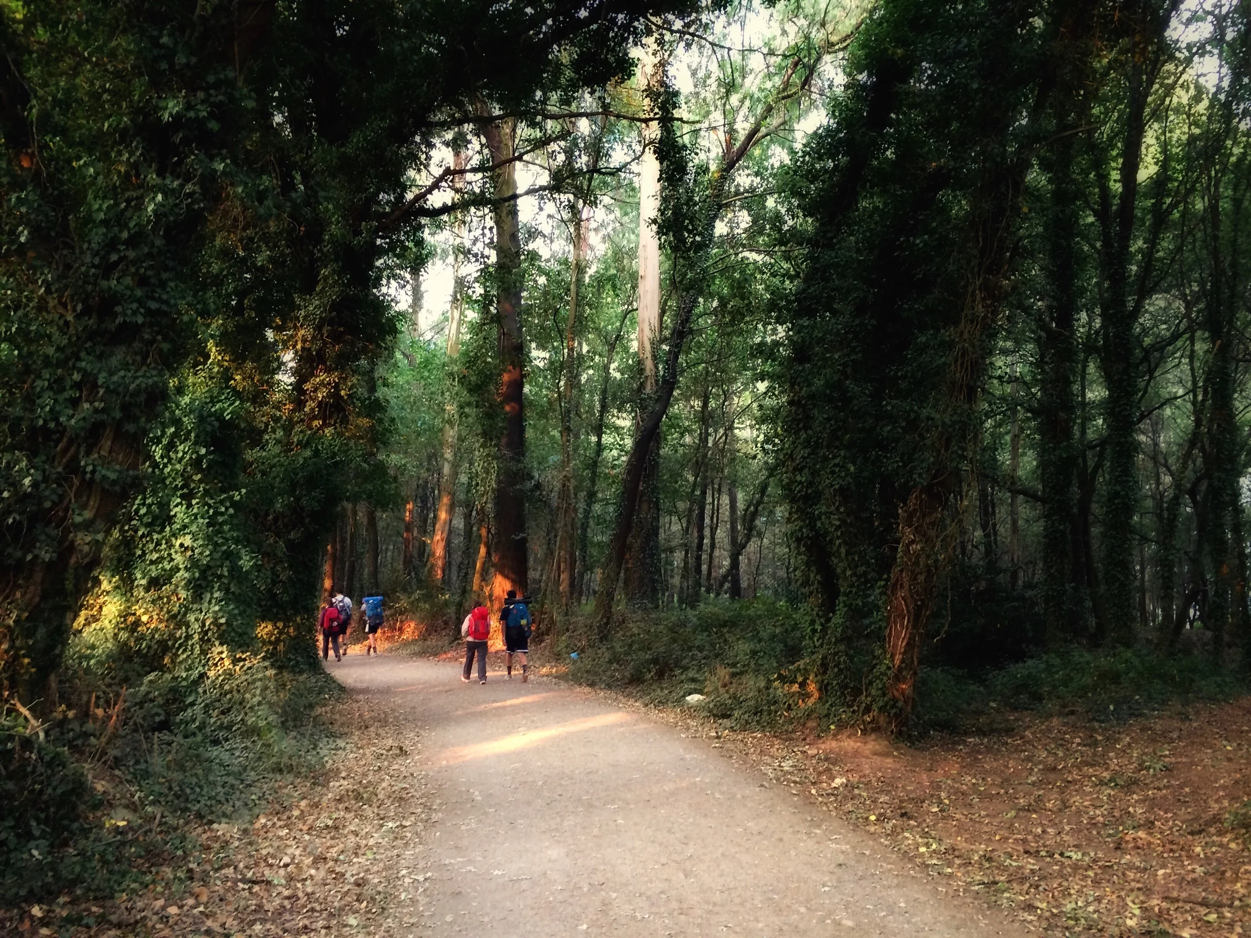 Everything you need to know about the Camino