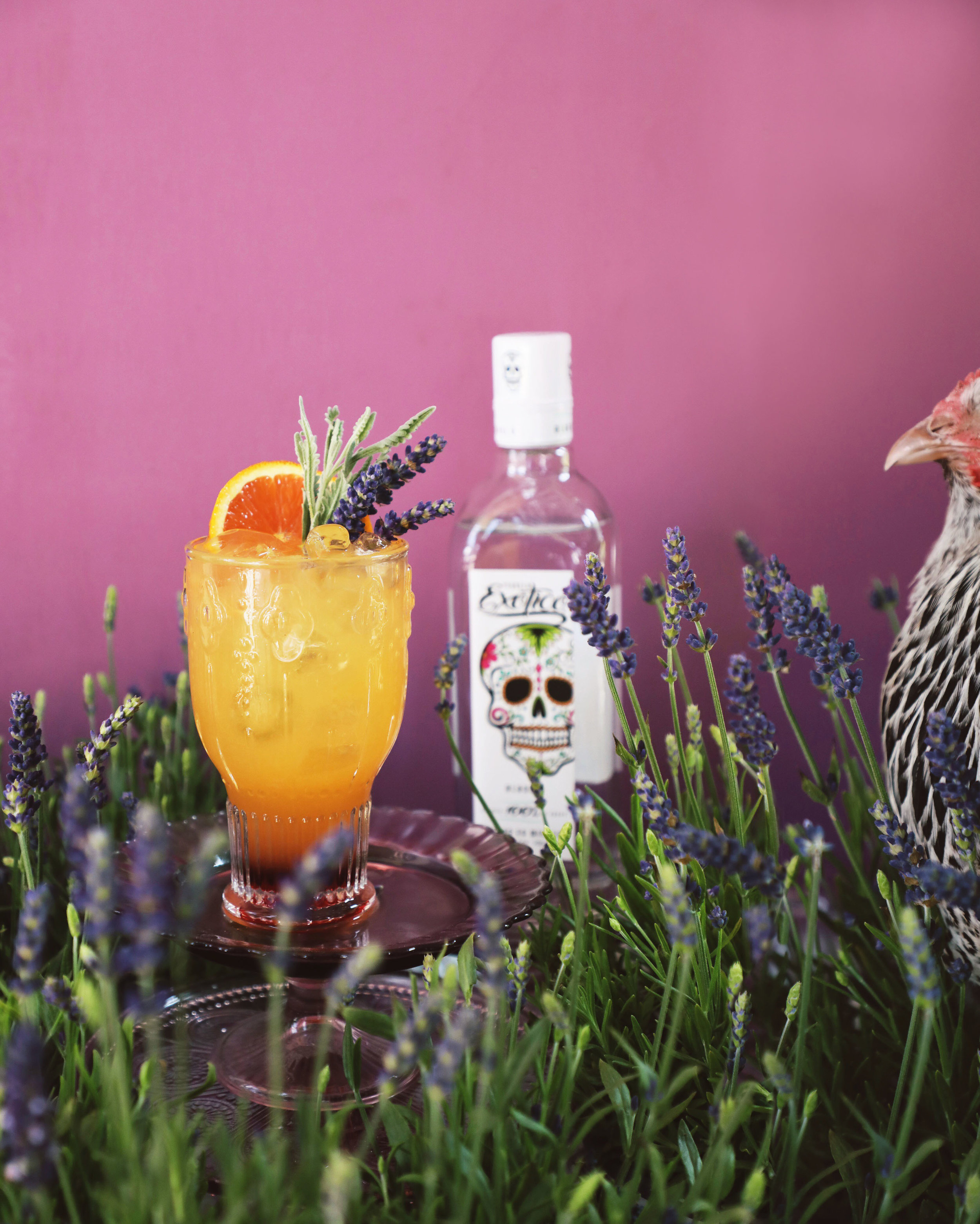 Lavender Tequila Sunrise made with Exotico Tequila Blanco, fresh orange juice, and lavender-infused grenadine | drinkingwithchickens.com