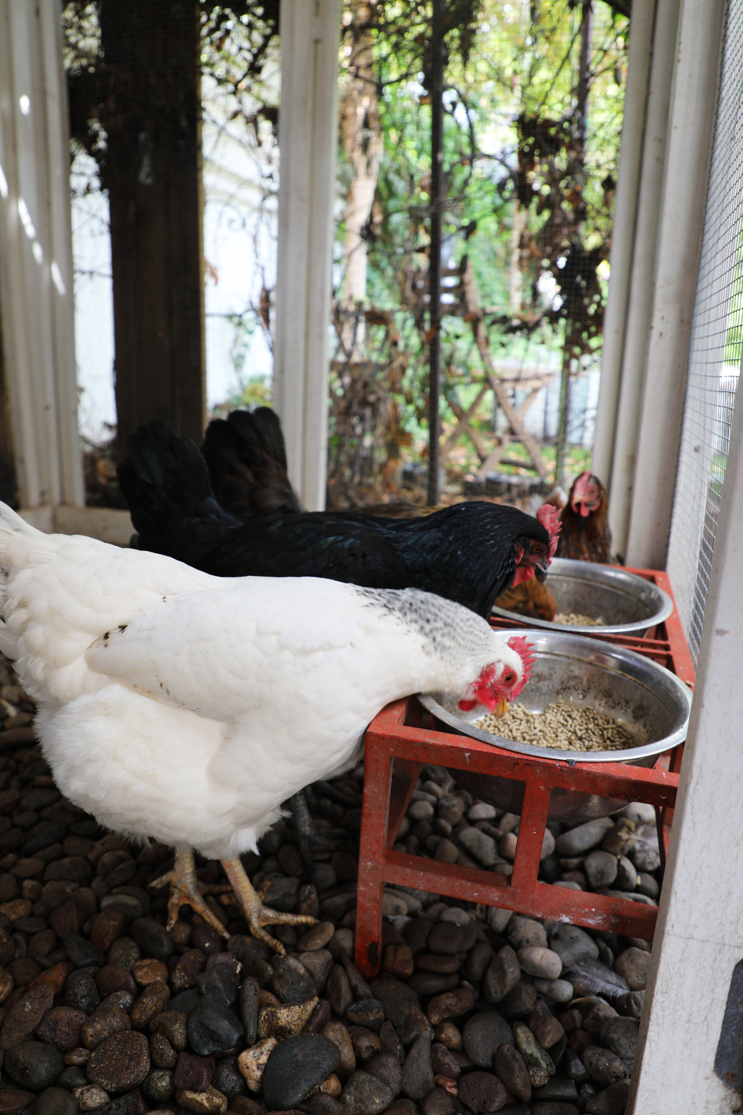 The Hanging Feeder Life Drinking With Chickens