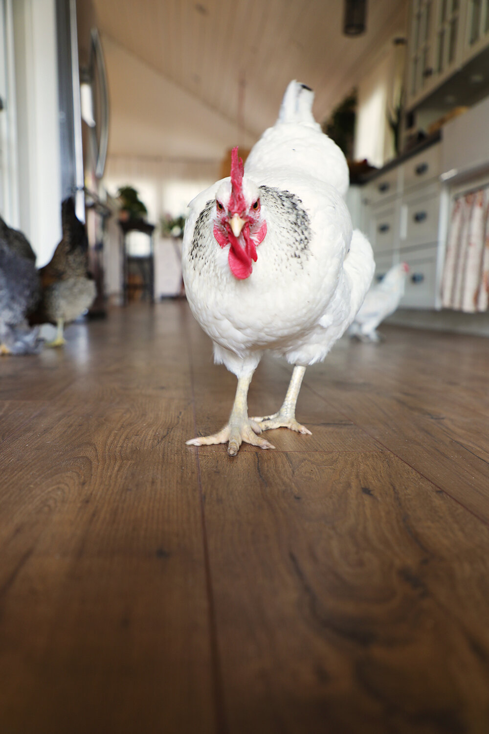 Spilling All About Our Pergo Portfolio Floors Drinking With Ens Pergo Portfolio Floors, How To Clean Pergo Portfolio Laminate Flooring
