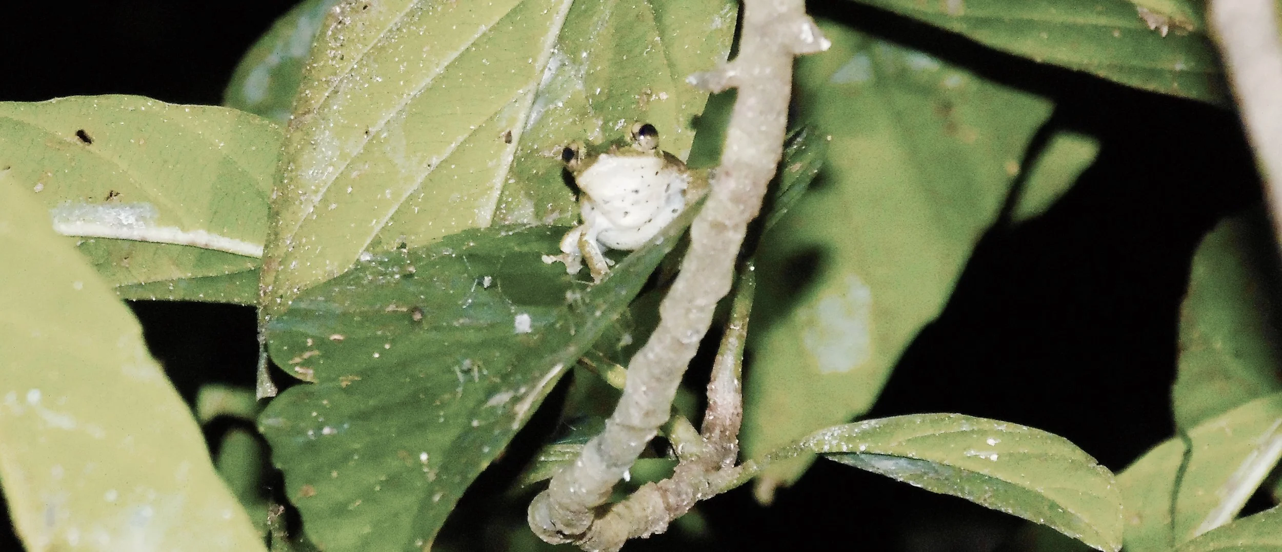 Welcome to the Jungle: A Walk on the Wild Side in Malaysian Borneo