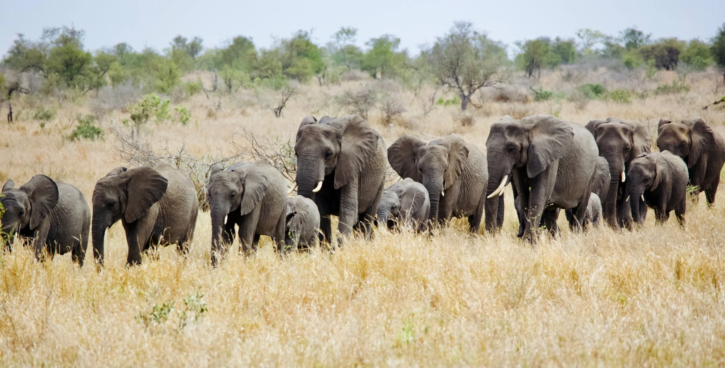 Trailing The Big 5 In Kruger National Park