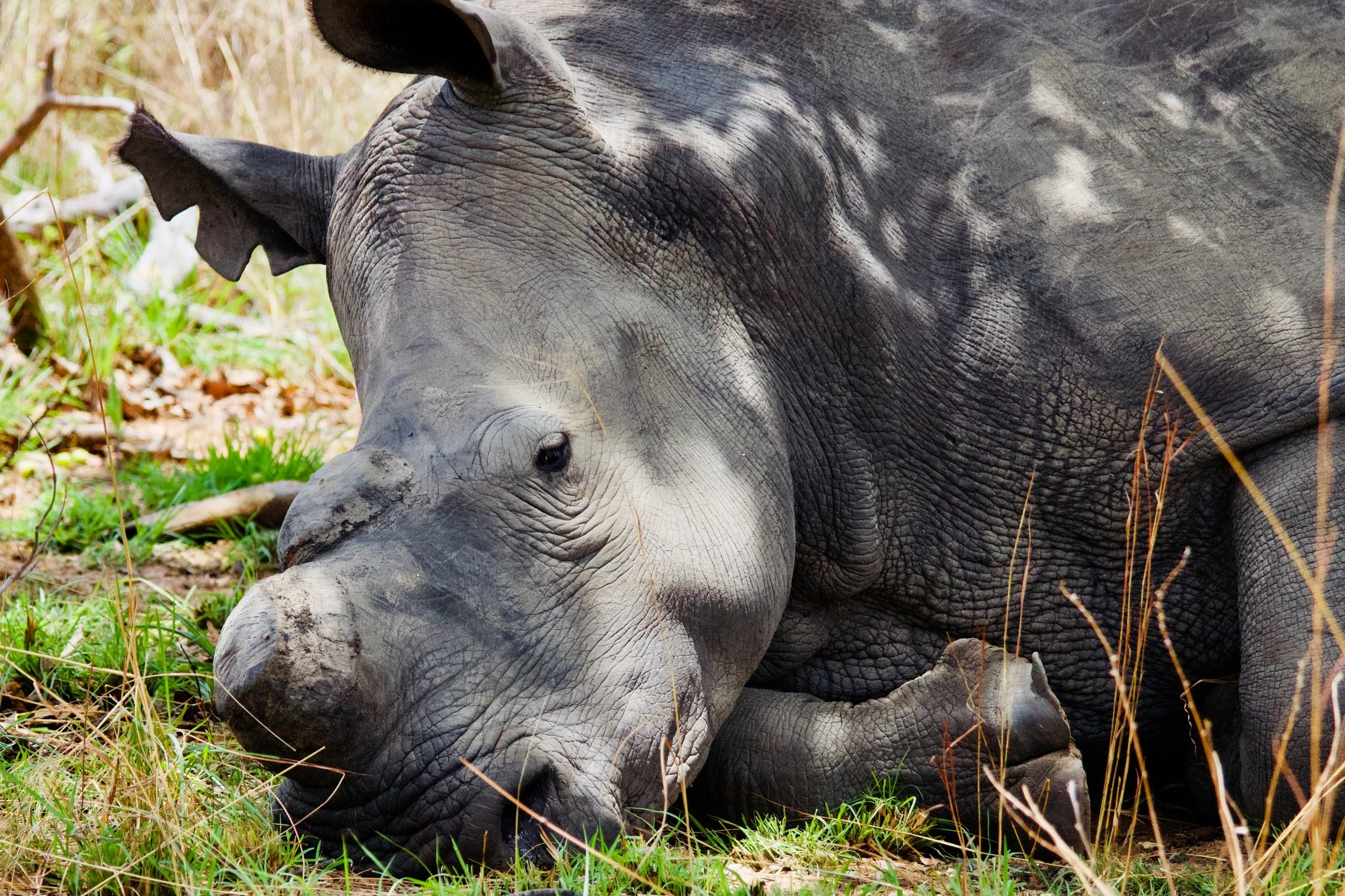 Walking With Rhinos &amp; Other Adventures in Zimbabwe