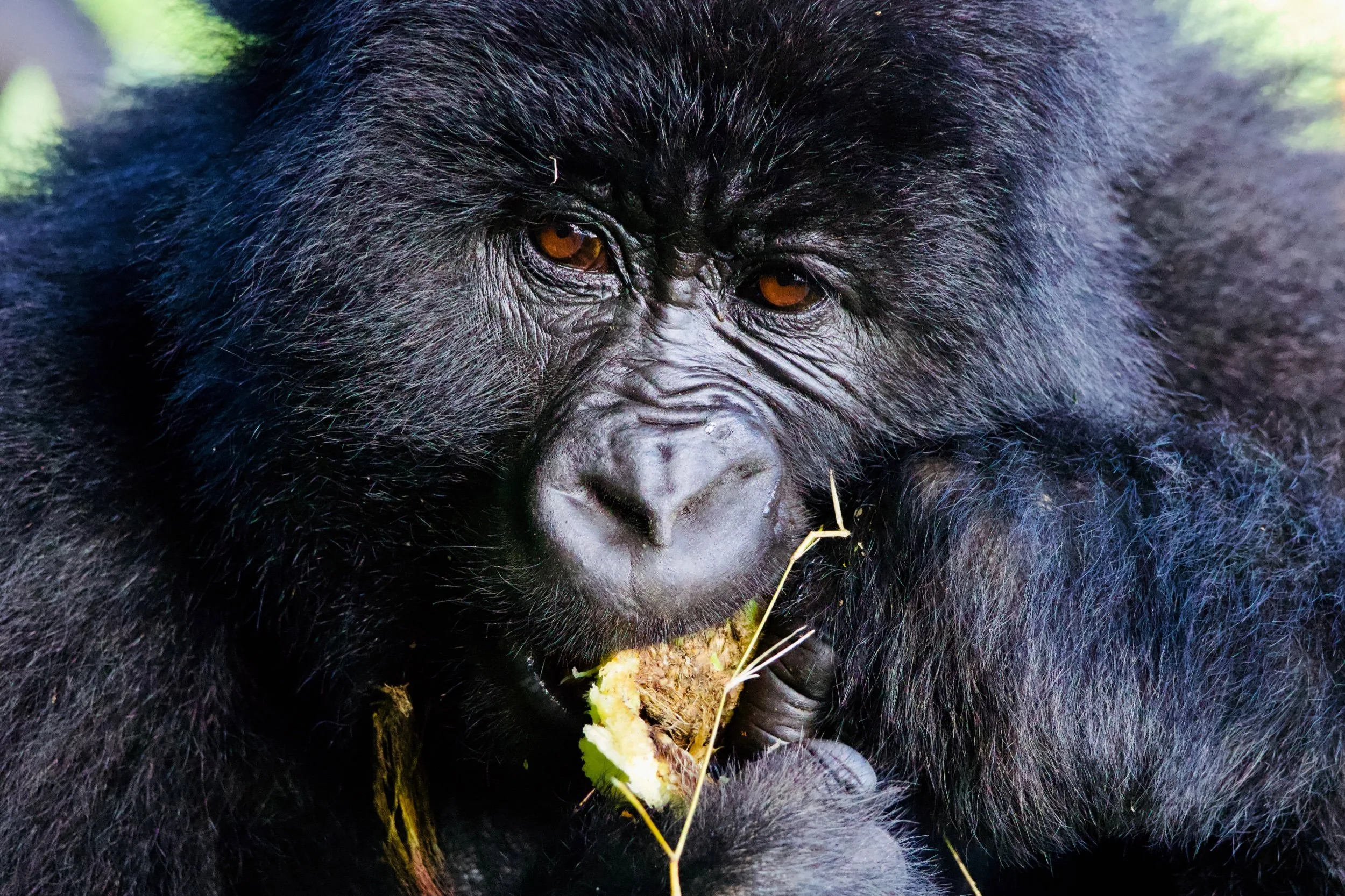 Visiting Family: Trekking To See Mankind's Closet Relatives In Uganda