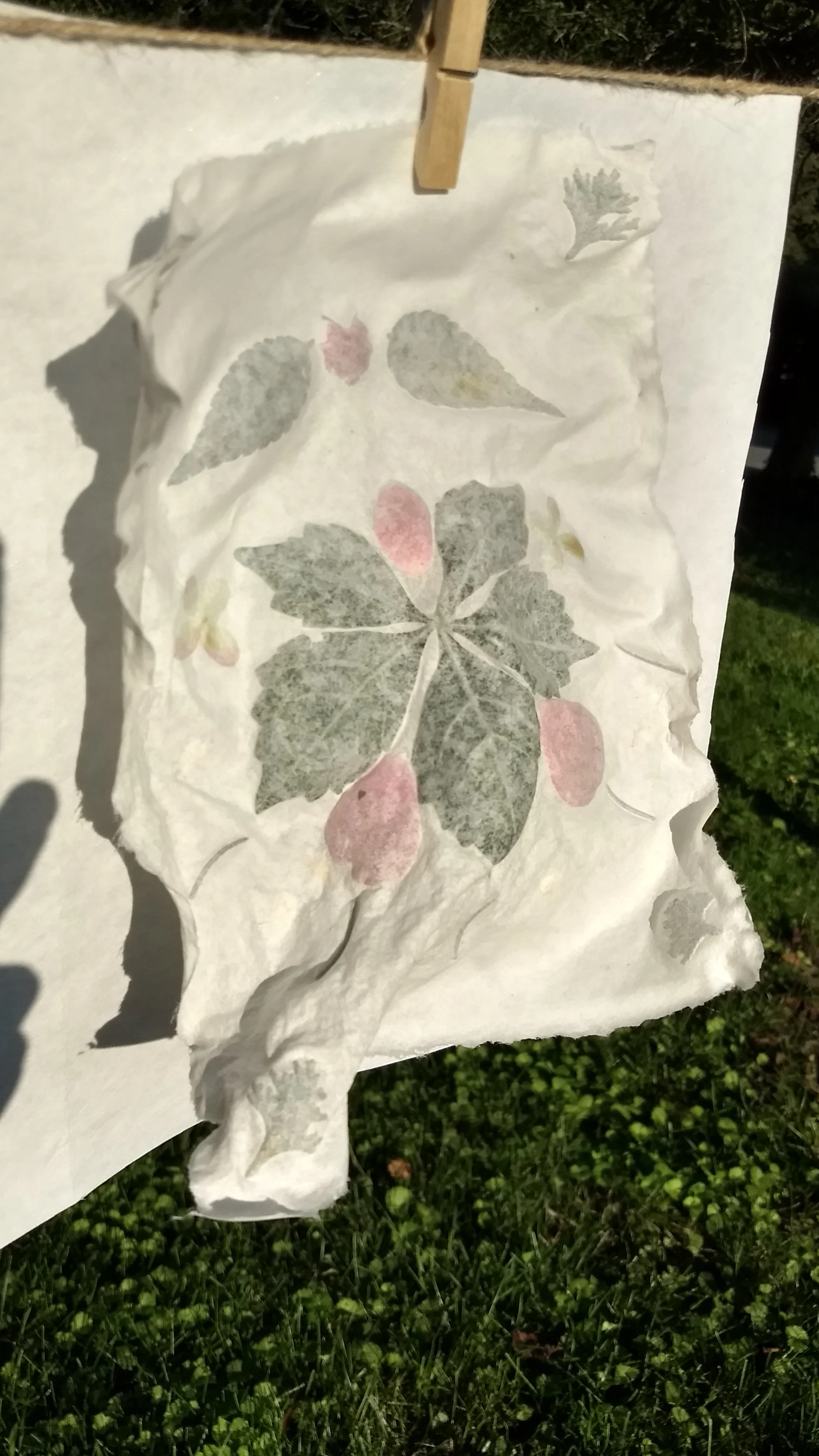 Student work: Handmade paper with plant inclusions; line dried with minimal restraint.