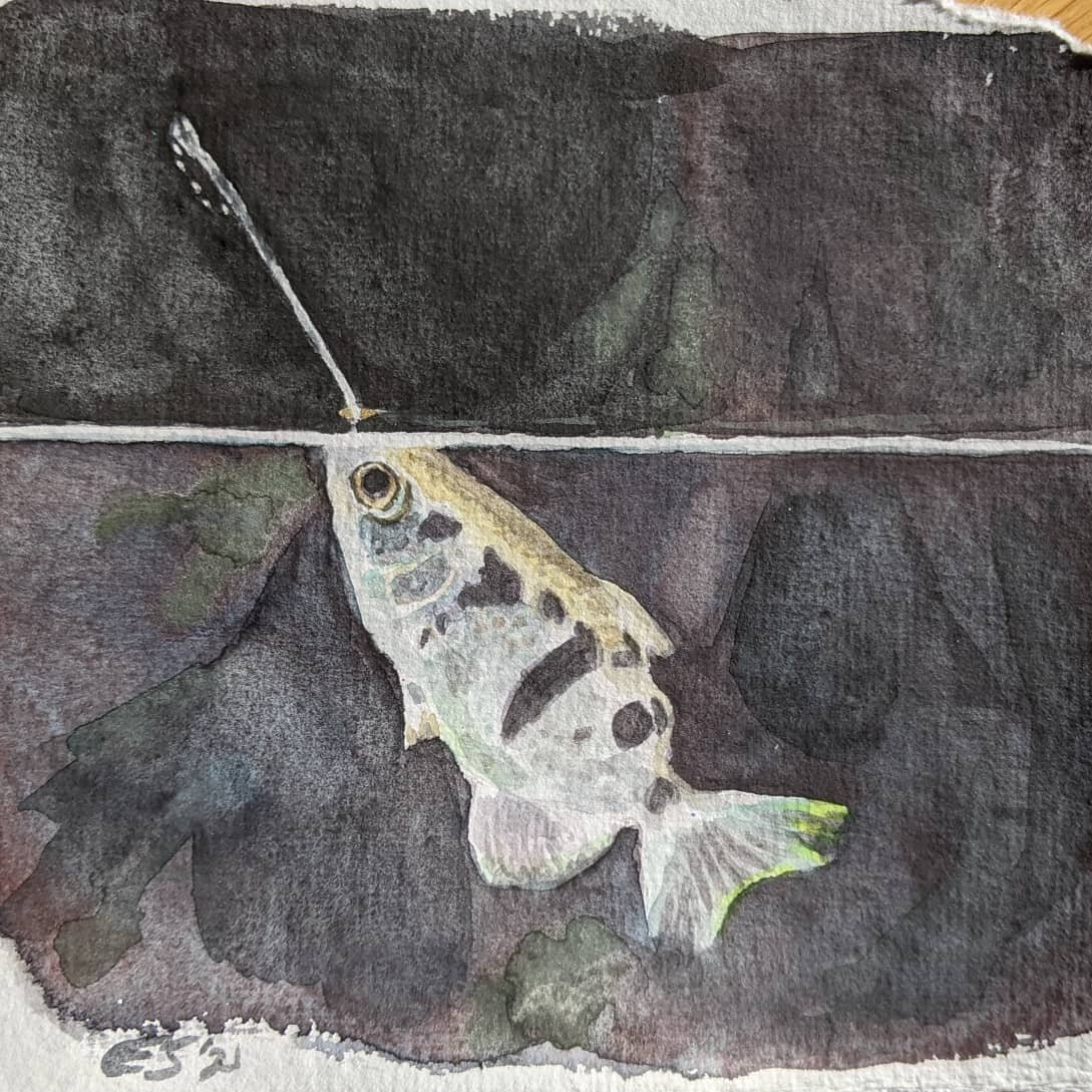 Ngl, pretty proud of this one - wasn't sure I could do a fish. This is a watercolor archerfish, based on a frame of video by Drs Peggy Gerullis and Stefan Schuster at the University of Bayreuth in an article in the NYTimes. Archerfish shoot jets out 