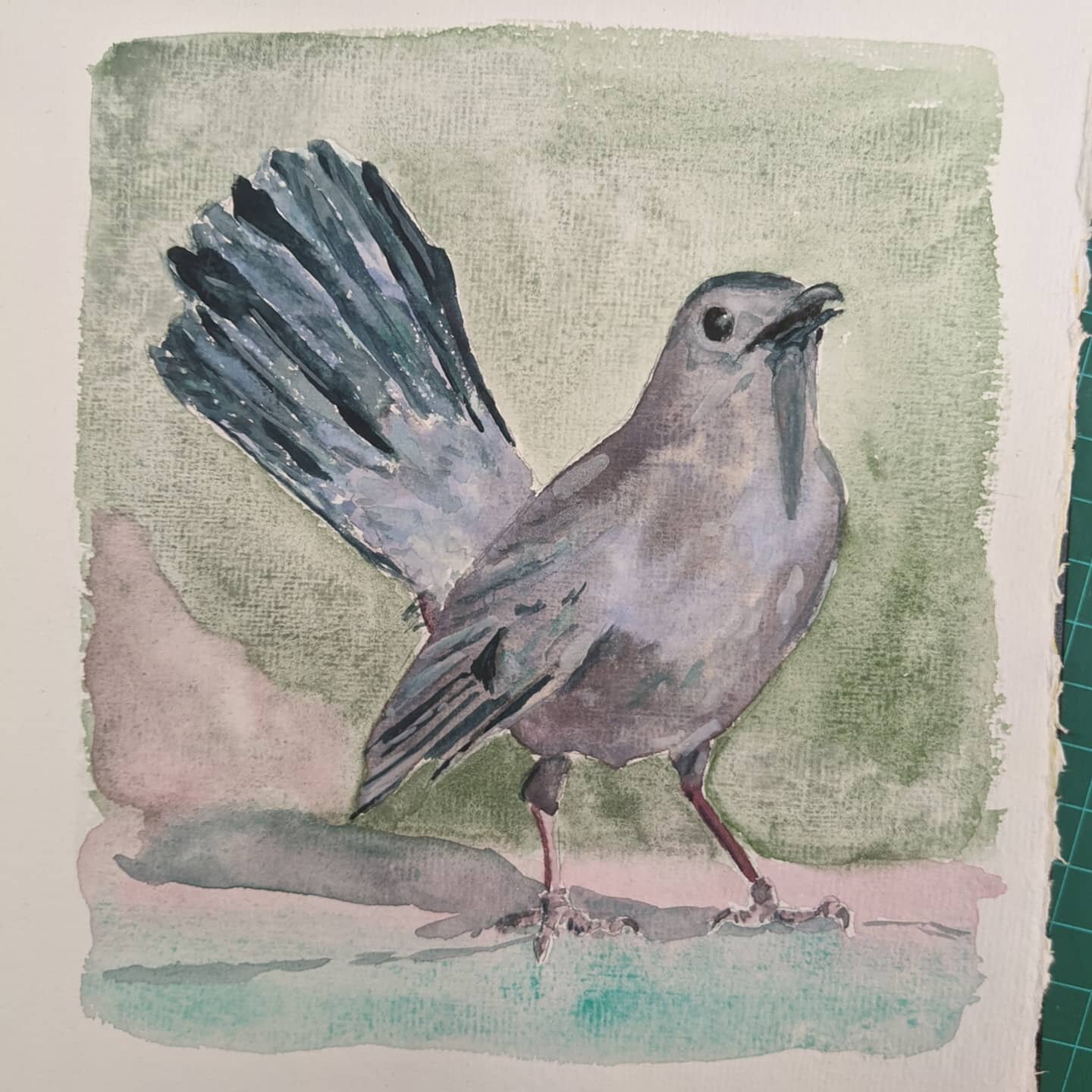 Grey catbird! Meow! 
Feathers are hard.
Watercolor, about 5&quot;x5&quot;
Gifted.

Watercolor painting of a grey catbird with a green background and grey-pink-teal shadow.

#catbird #meow #meowbird #greybird #watercolor #beampaints  #beampaintstones 