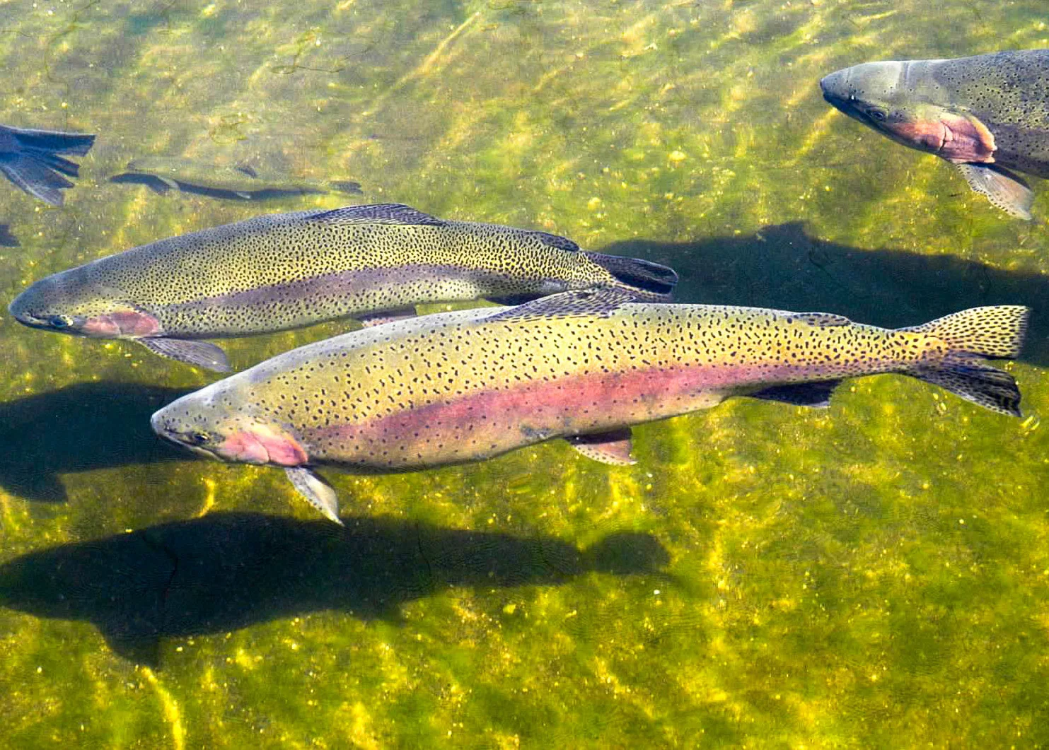rainbow-trout-_rb0971.jpg