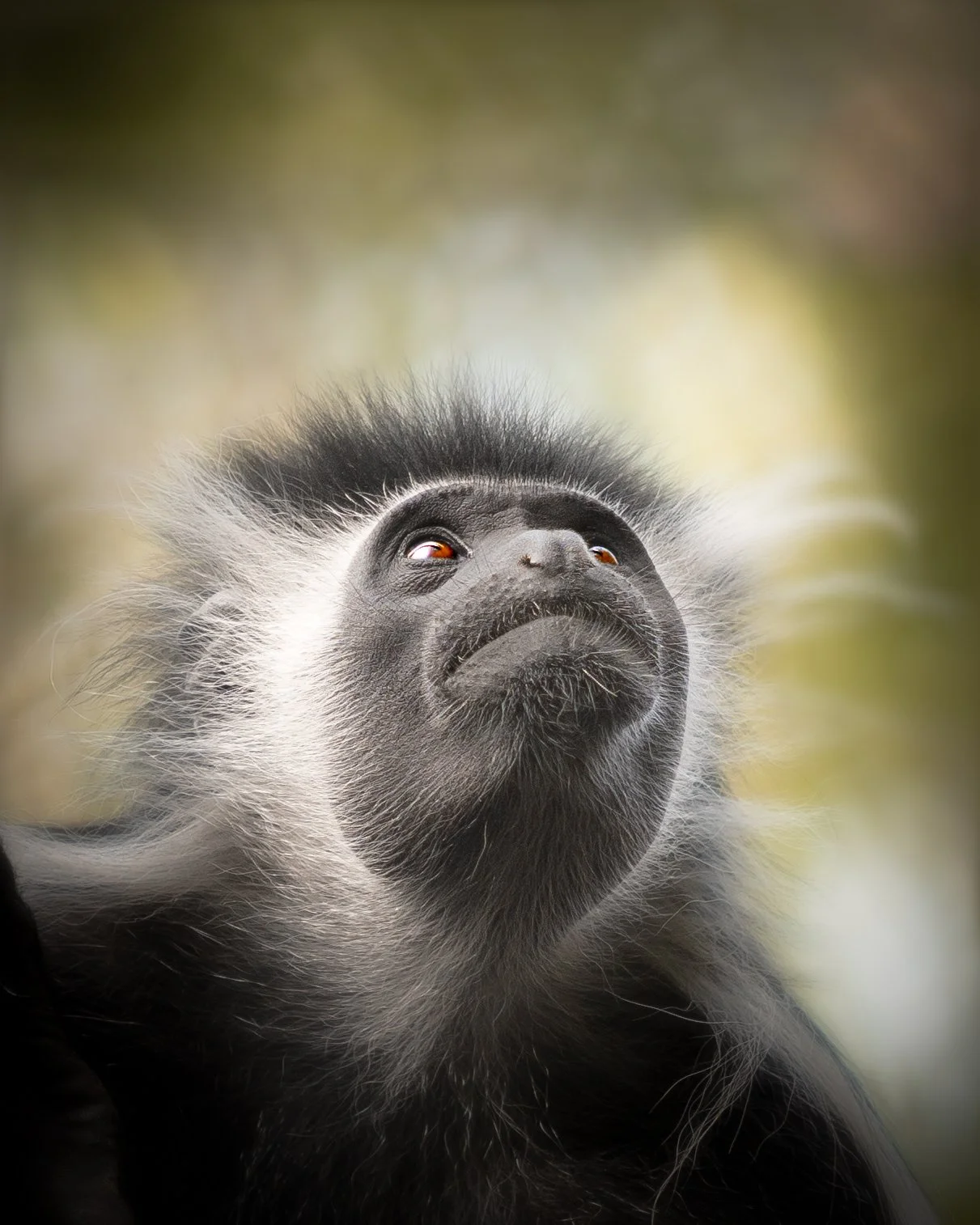 Colobus monkey  (1 of 1).jpg