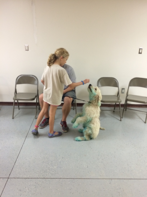 We play a game called "pass the puppy" to help the pups get used to being handled by different people, and to help you learn how to handle lots of different kinds of pups! Here's cooper, still blue, practicing with a new friend!