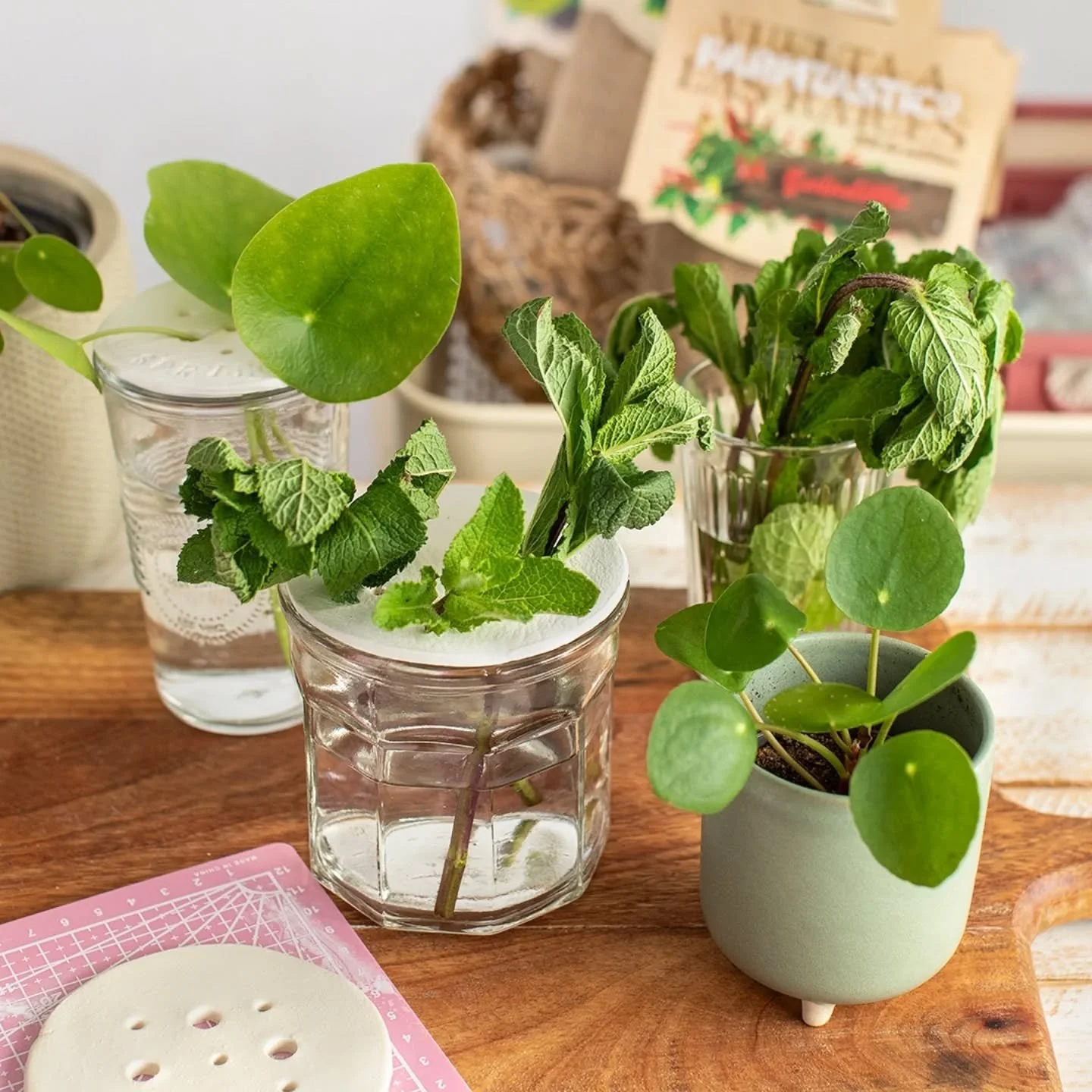 🌿Hierbabuena siempre fresquita con nuestro último tutorial DY- Reel 
¿Cómo lleváis vuestro lunes?
#lunes #hierbabuena #tutorialgerminador