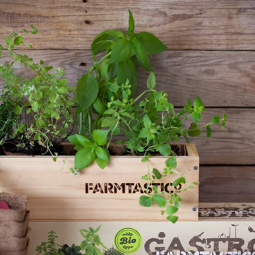 Descubre nuestros kits de cultivo de plantas aromáticas