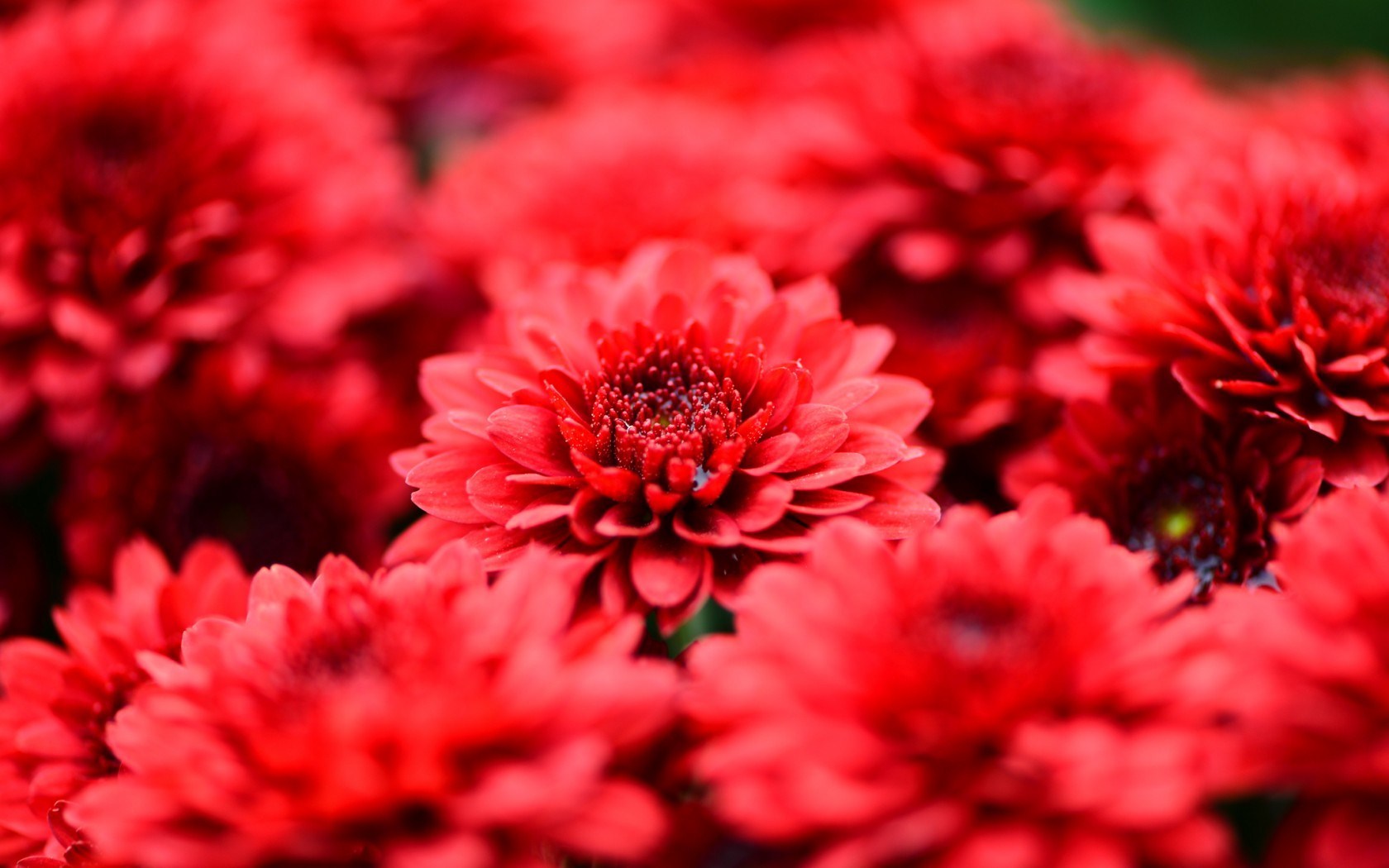 6807778-red-flowers-wallpaper.jpg