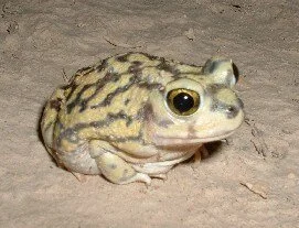 CouchsSpadefootToad_CreditNPS_JamesBorgmeyer.jpg