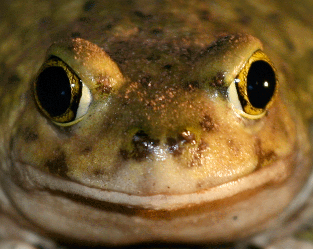 toad.gif