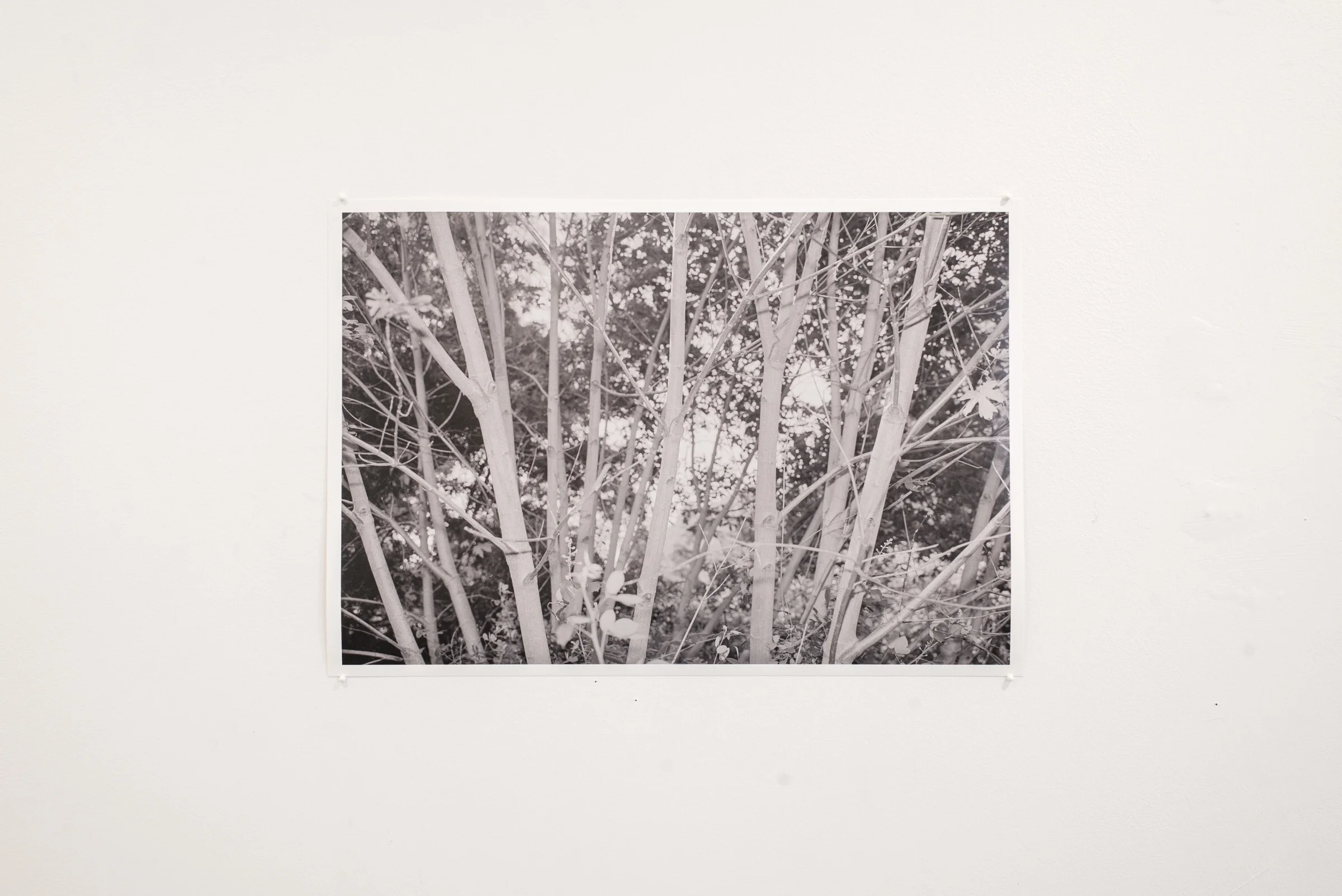 Tree_Show-14.jpg