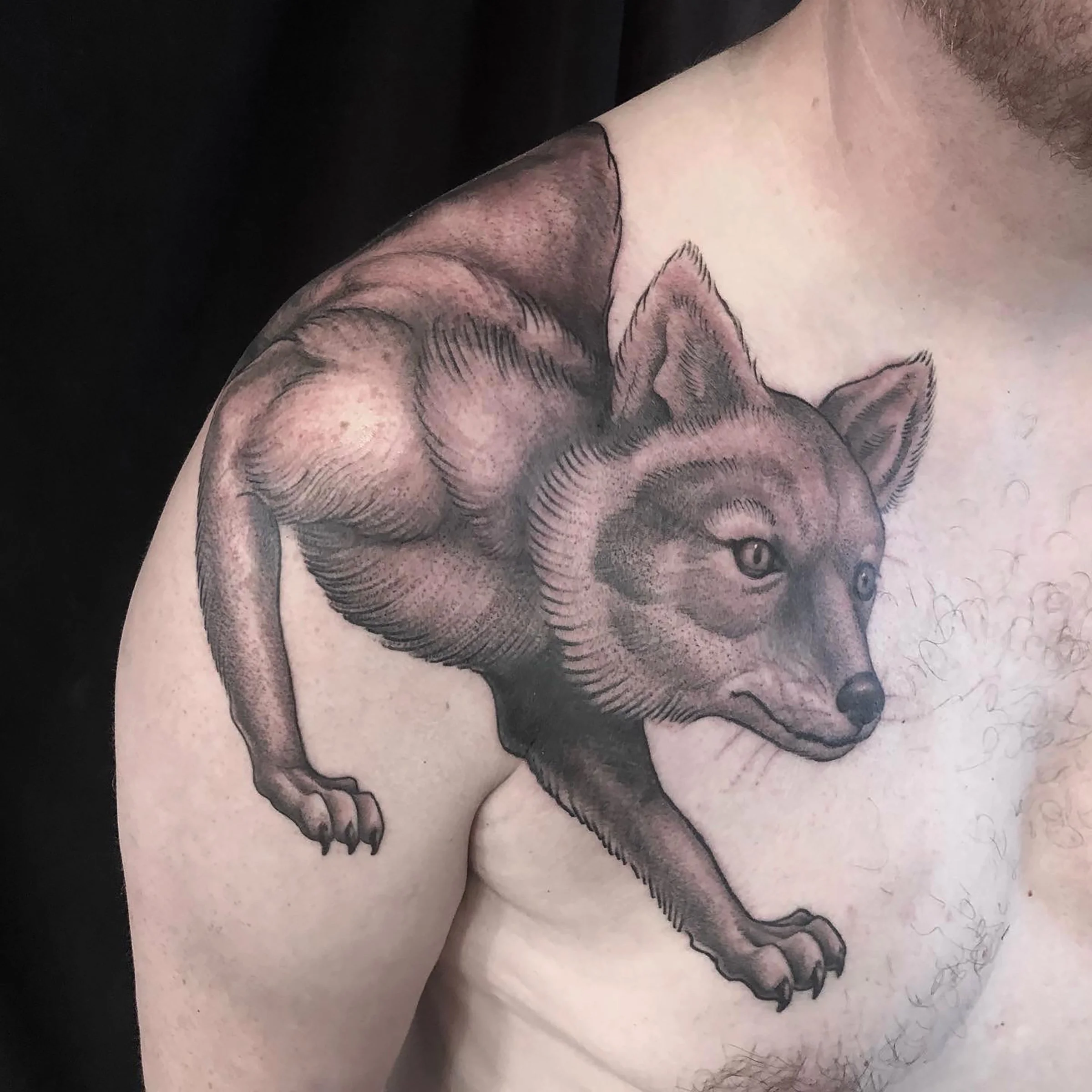 shawn-barber-arnar-fox-shoulder-black-grey.JPG
