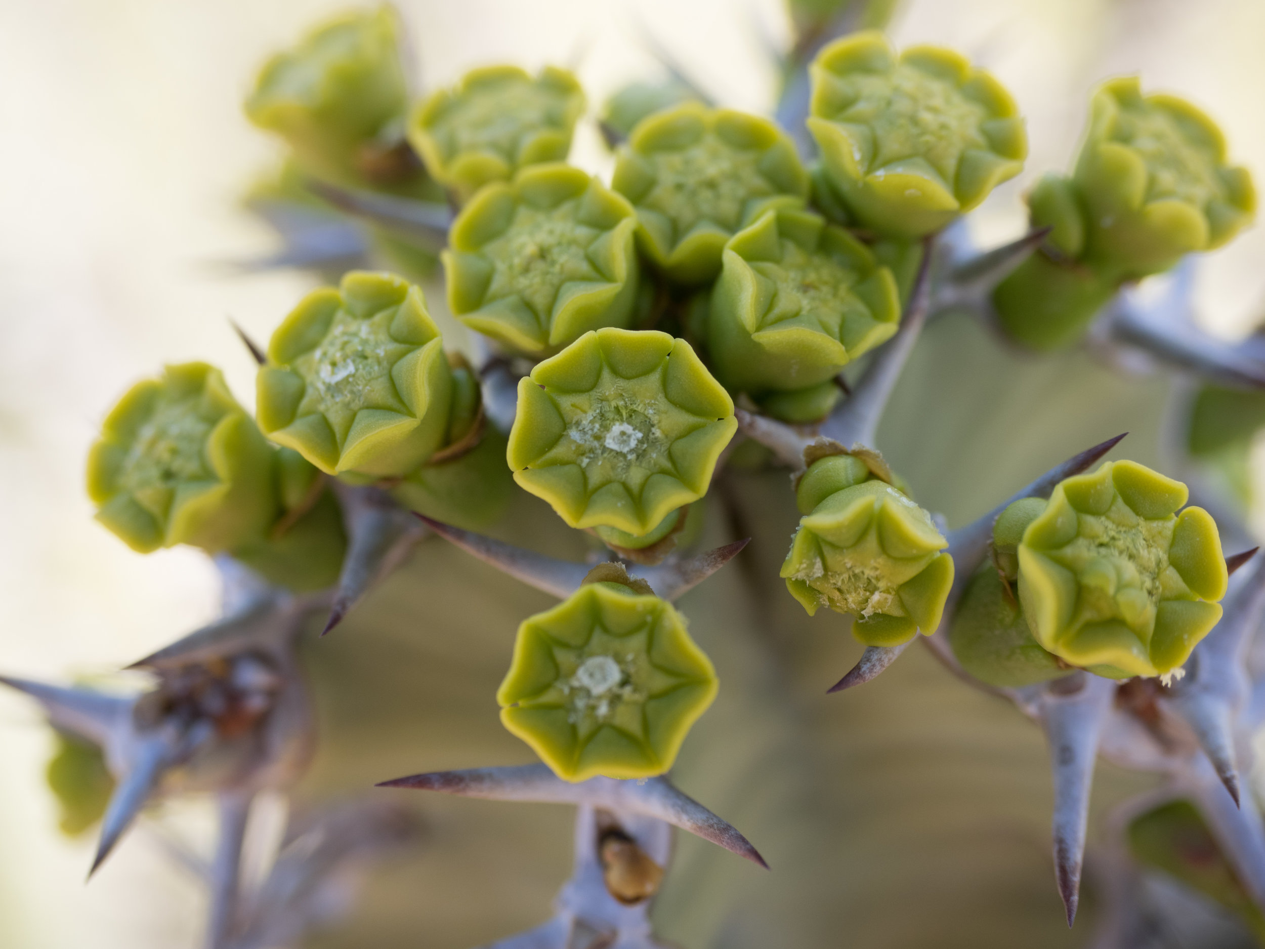Take a look at those thorns...