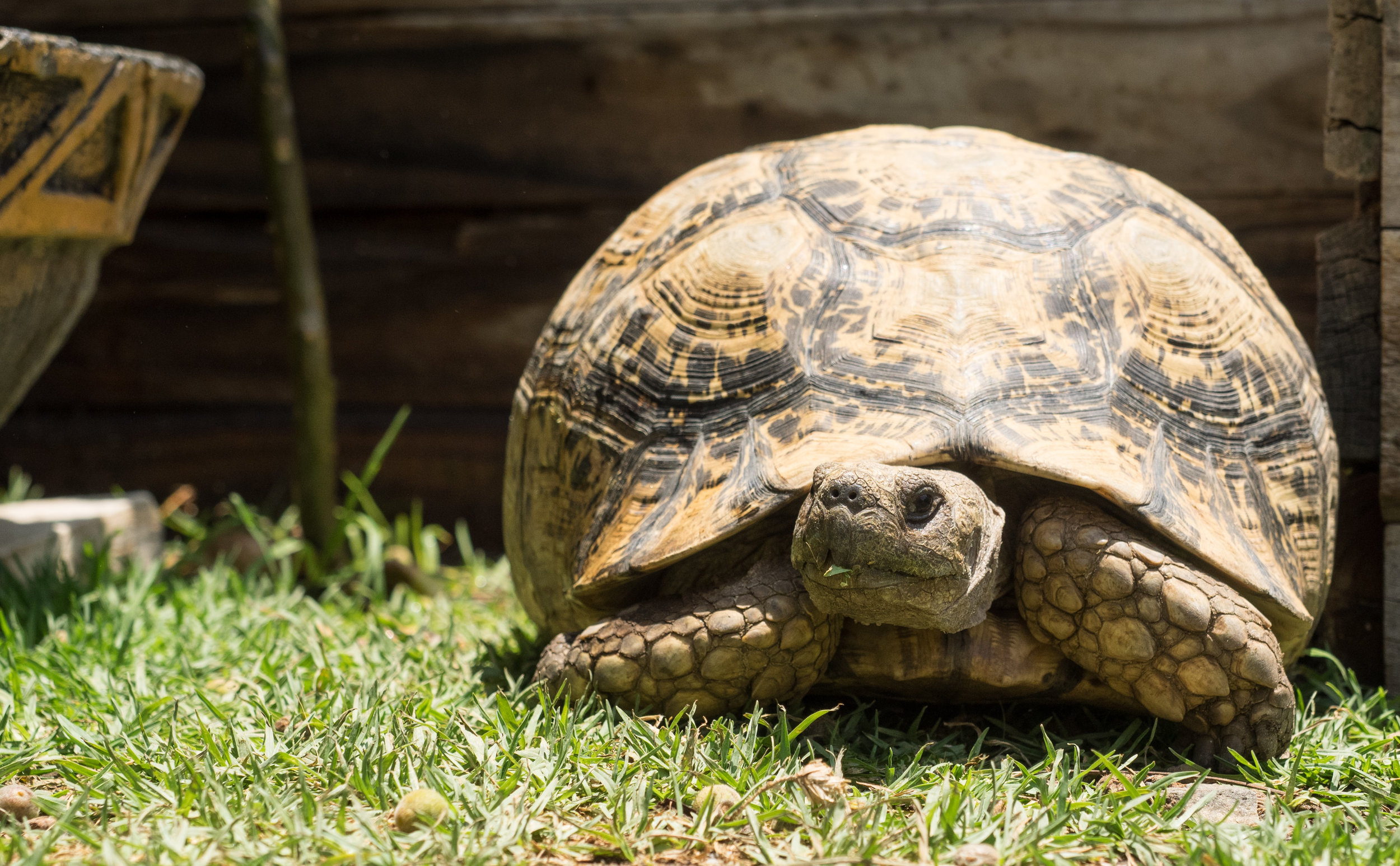 Keeping everyone company in the garden!