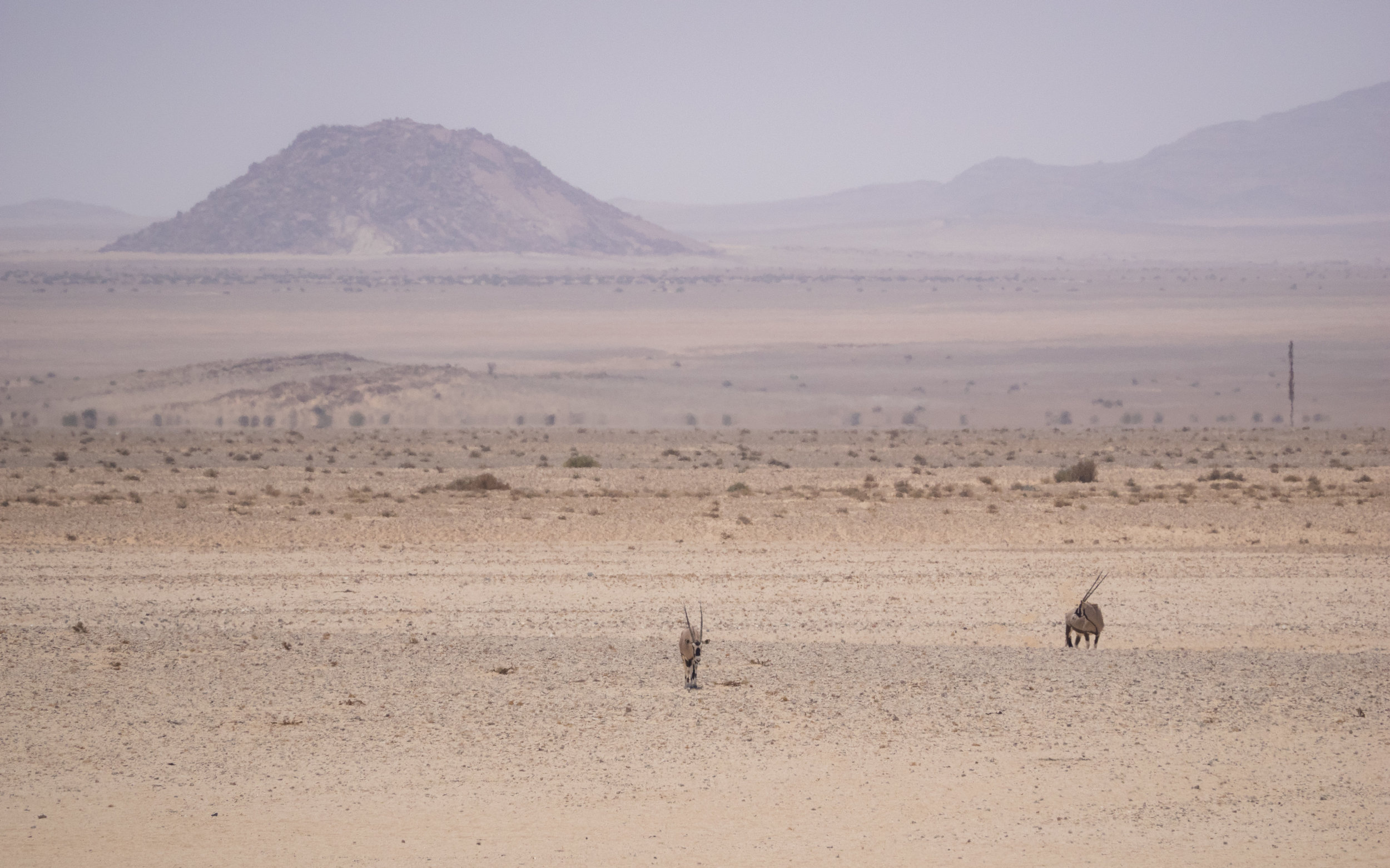 We got two Oryx instead of the wild horses...also beautiful ;)