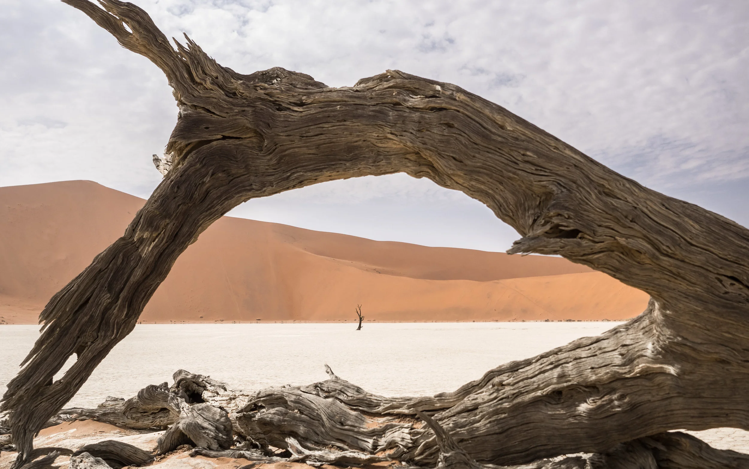 How many pictures of these trees do you think will be made on a daily basis?
