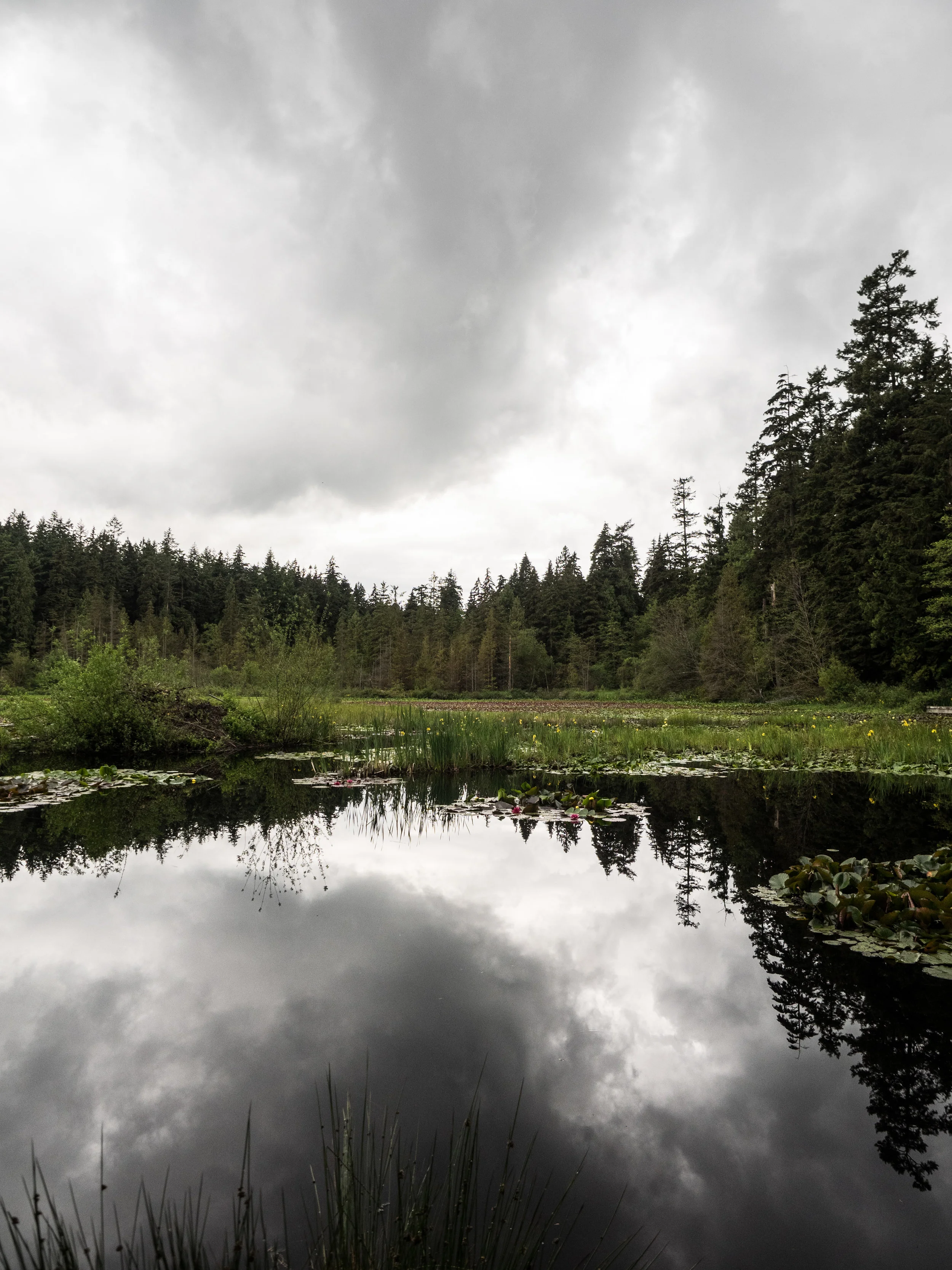 Nearly the entire Beaver Lake is covered in Water lilies.