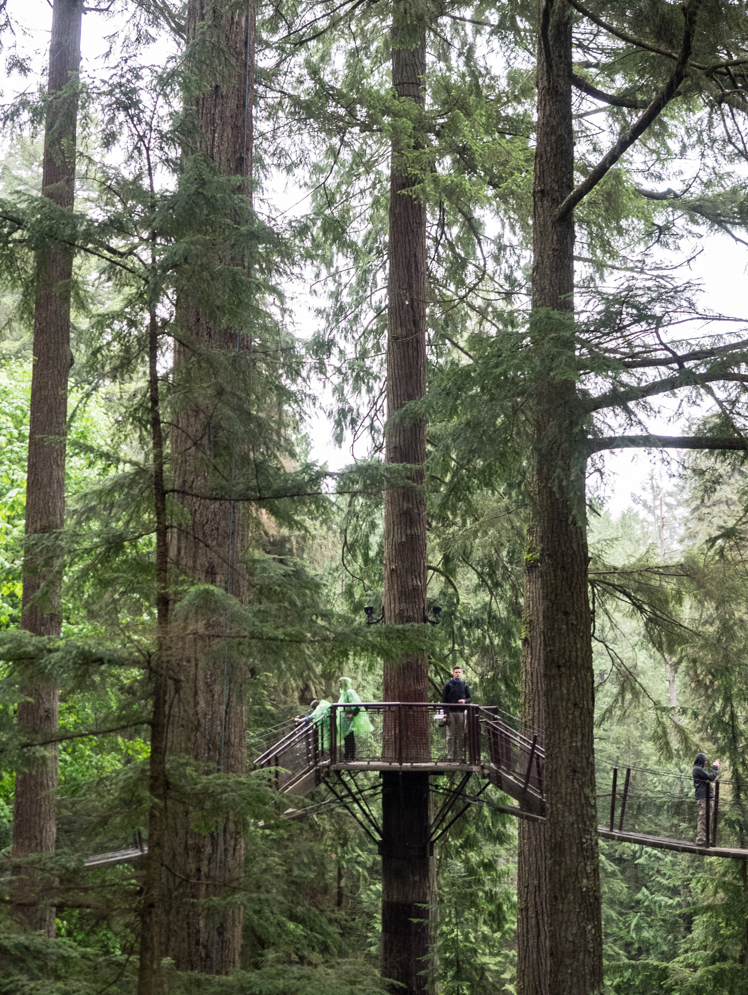 Treetops Adventures.