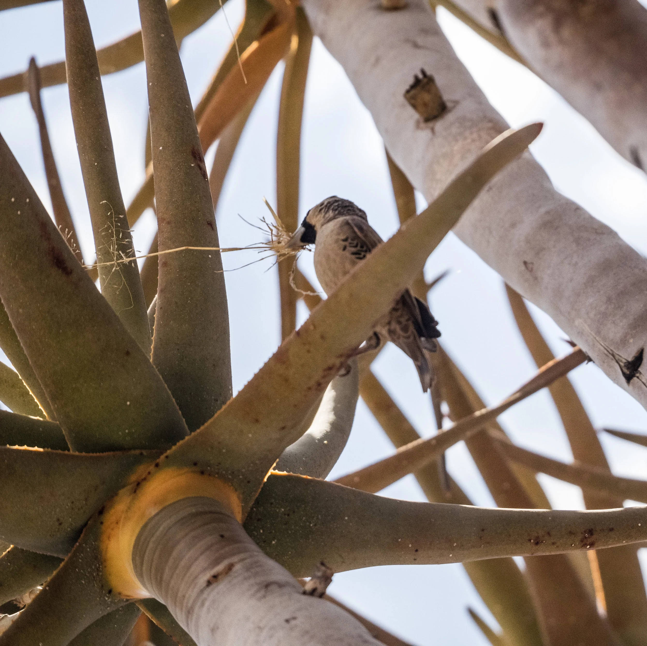 This little guy was building his nest.