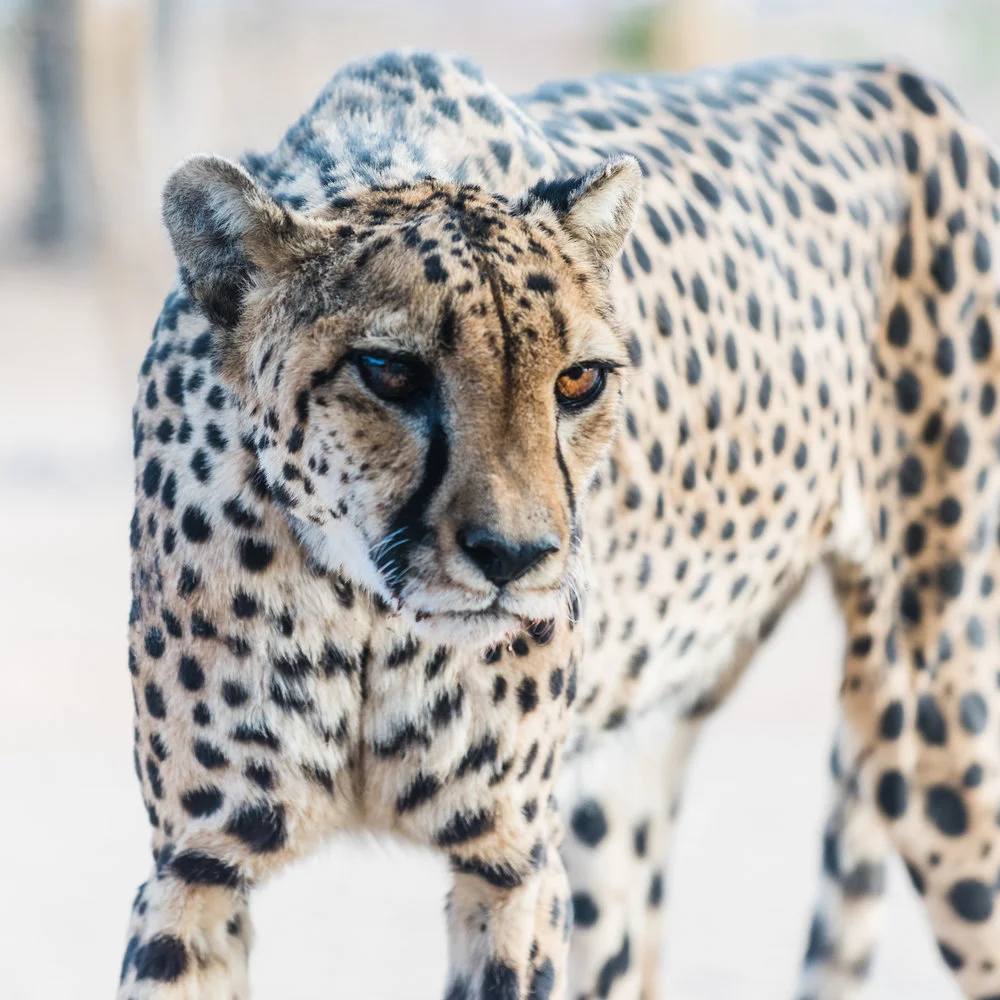 Cheetah.jpg