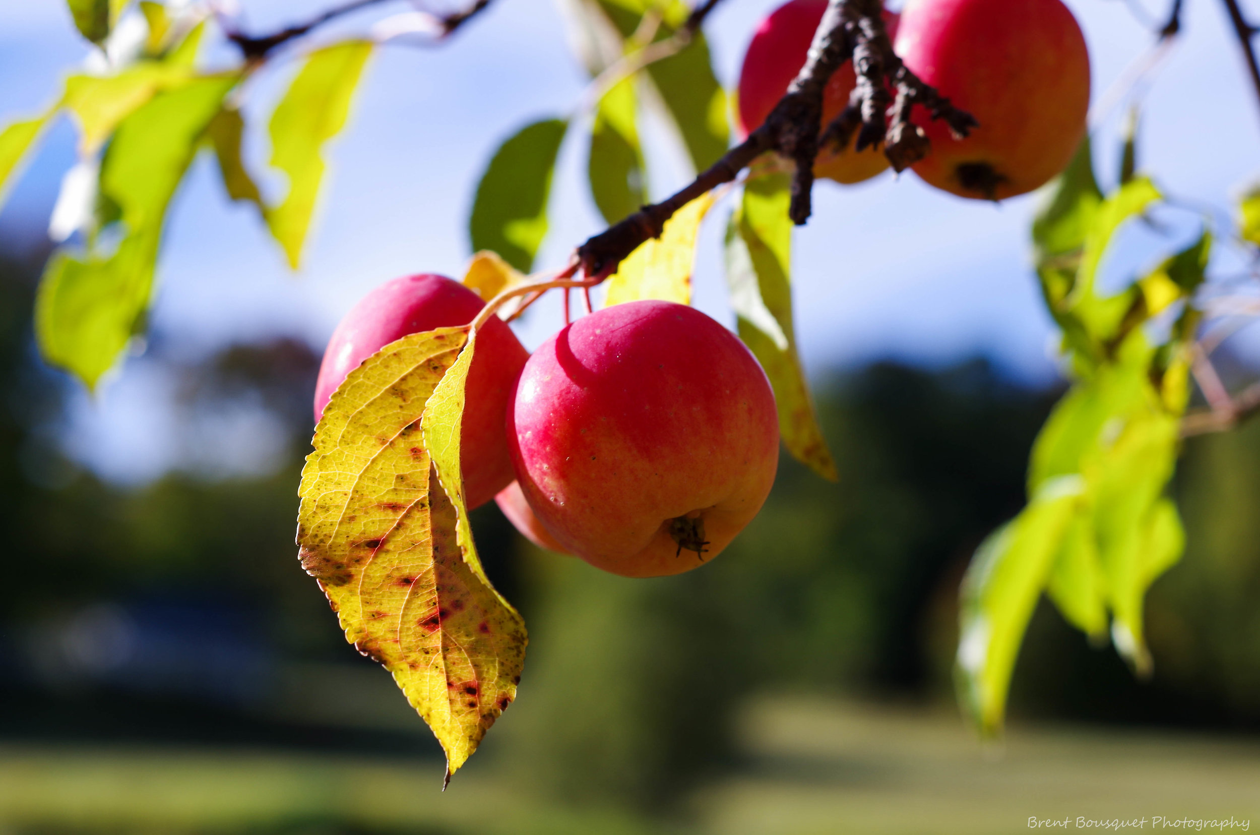 fall_apples_by_jinxx426-d9bzkk6.jpg