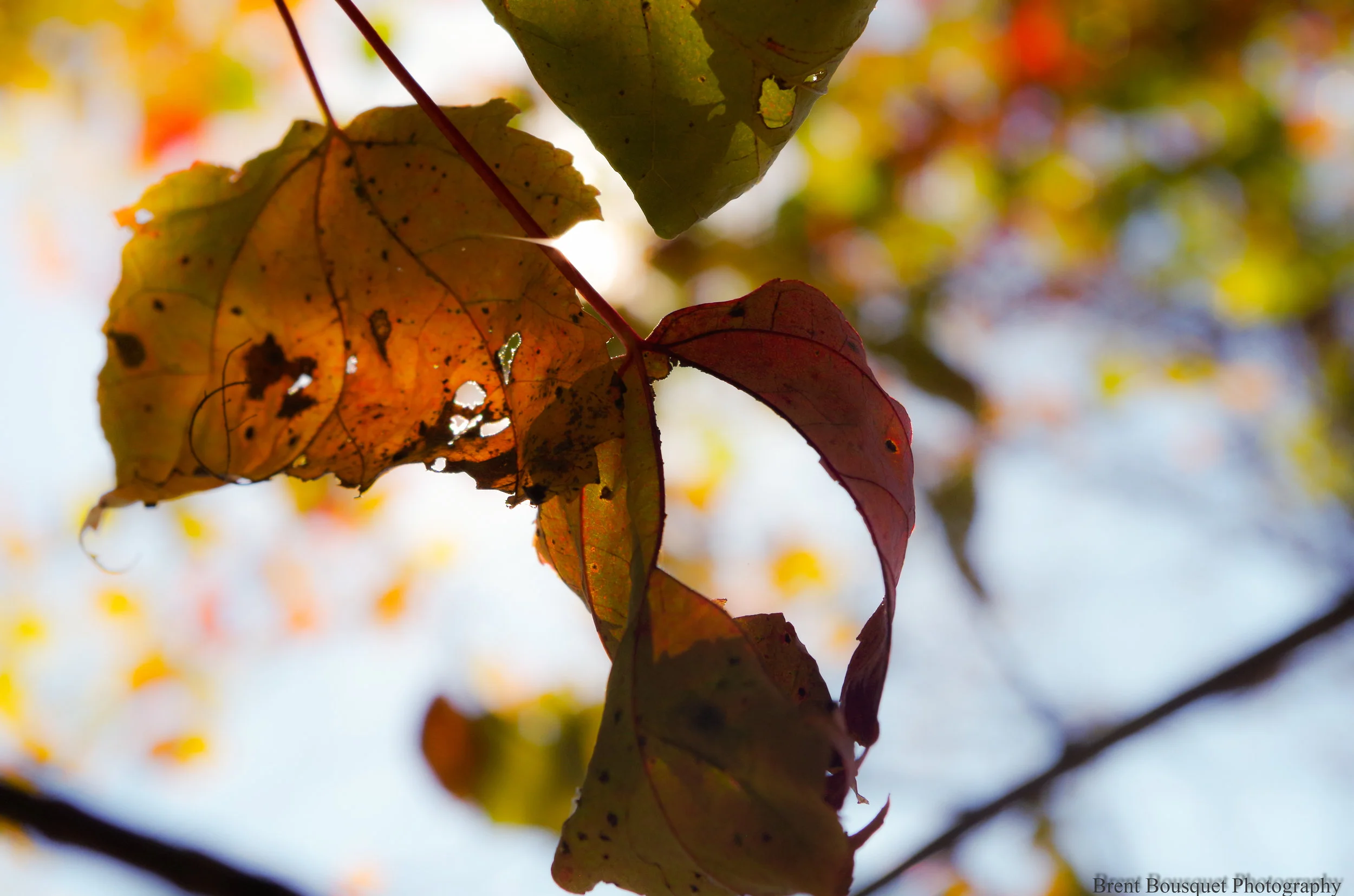 fall_leaves_by_jinxx426-d81rdnv.jpg