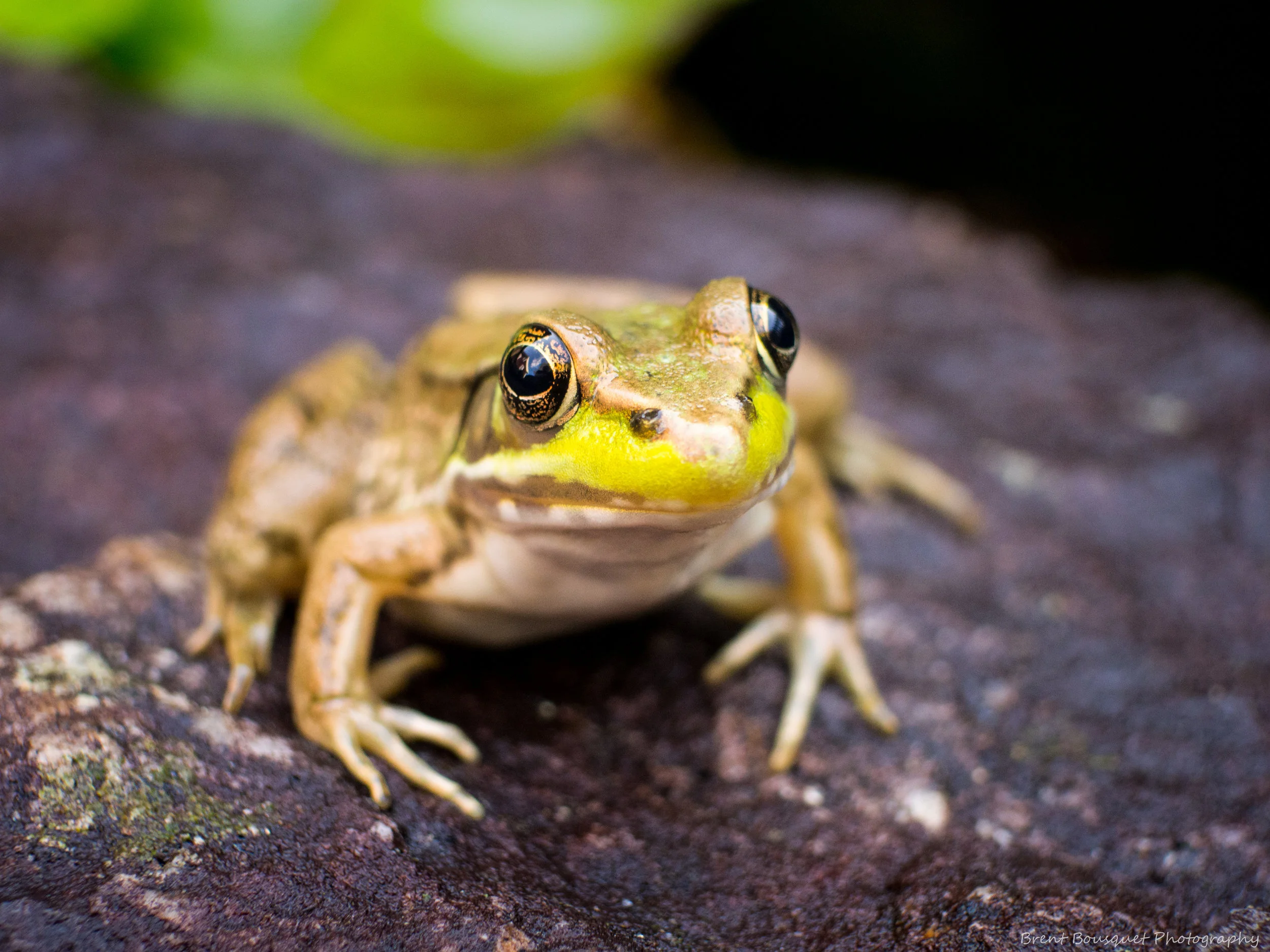 little_froggy_by_jinxx426-dad0dfc.jpg