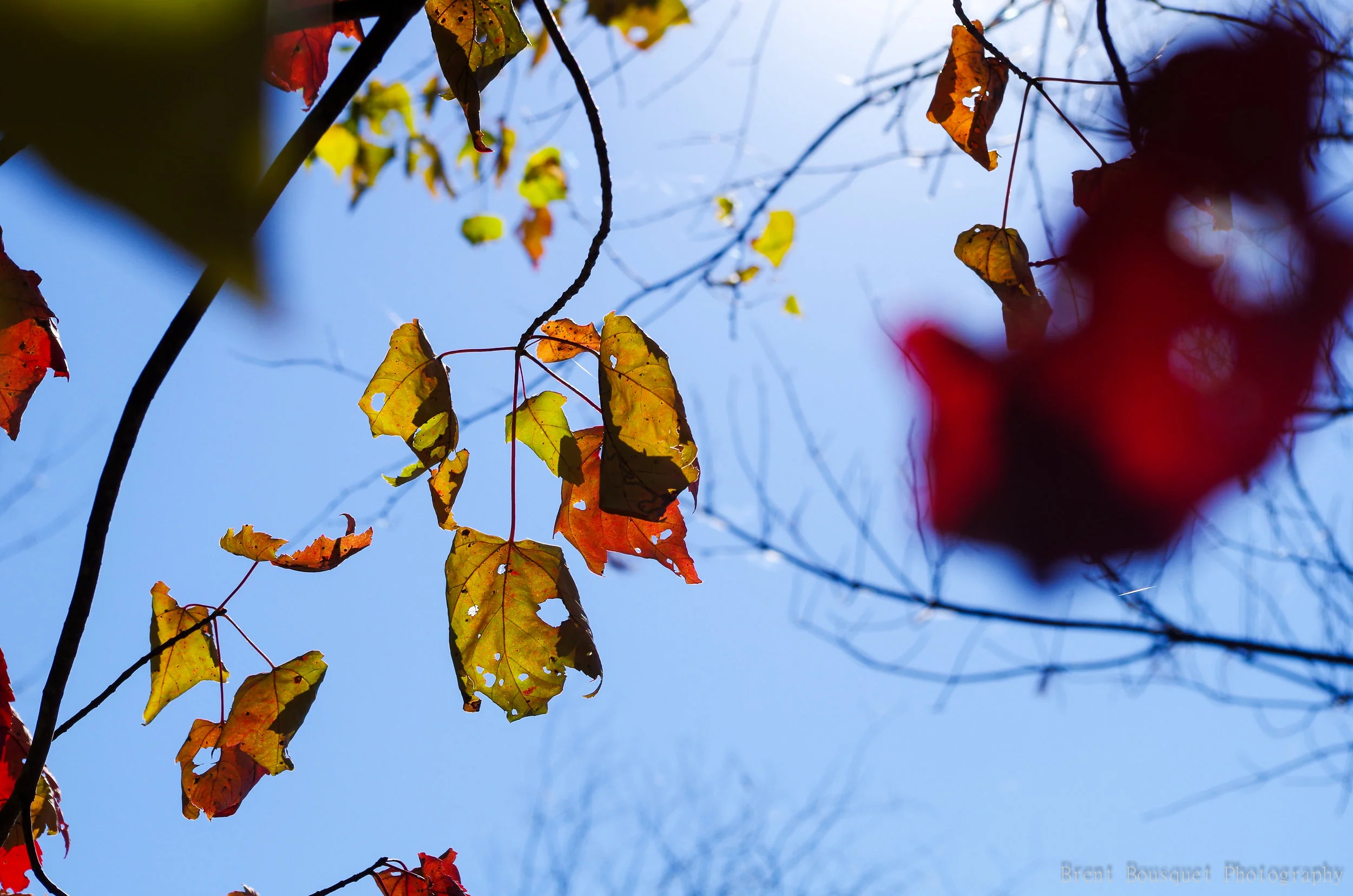 falling_leaves_by_jinxx426-d81vcop.jpg
