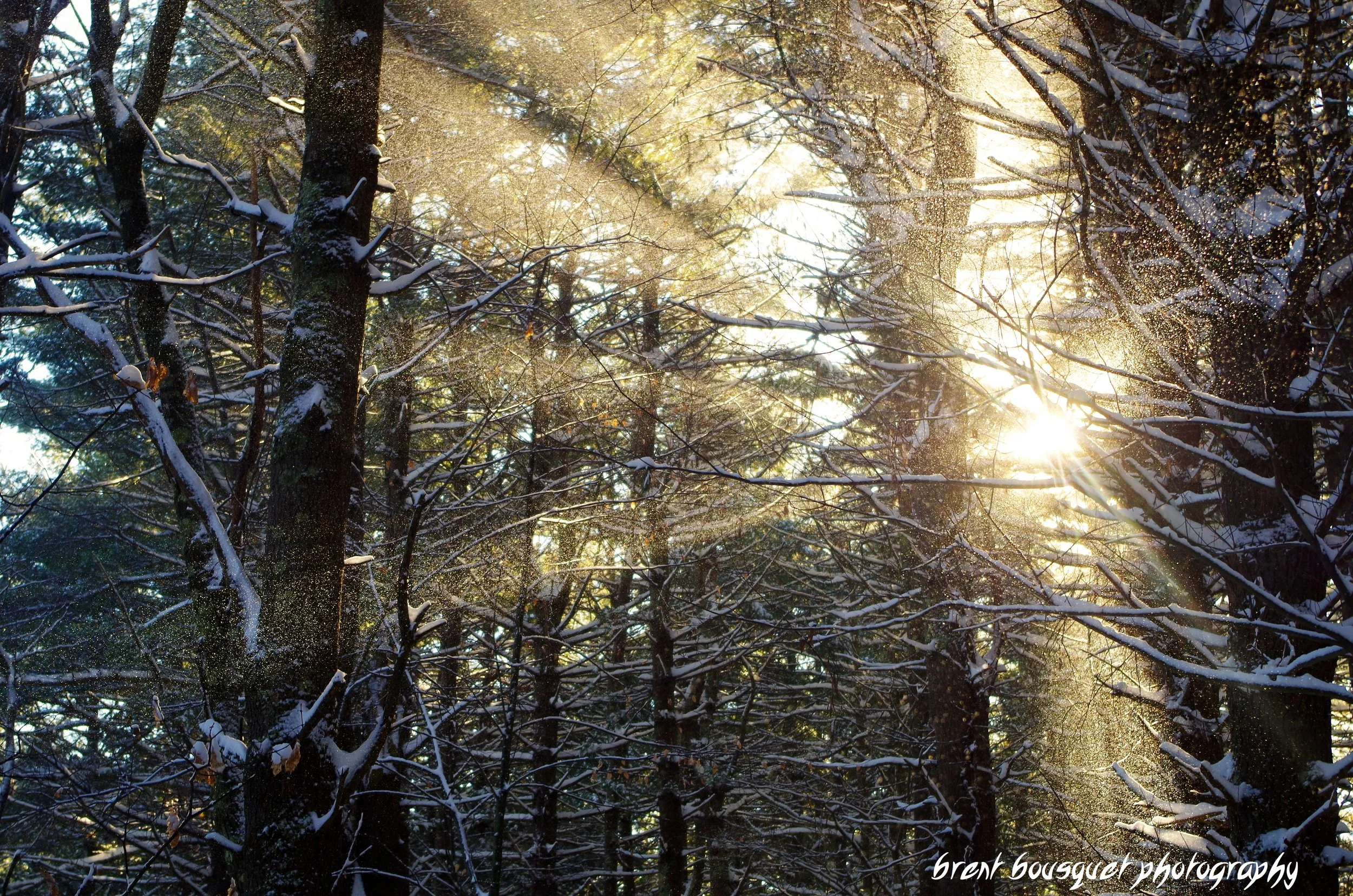 winter_sun_by_jinxx426-d6ygt6y.jpg