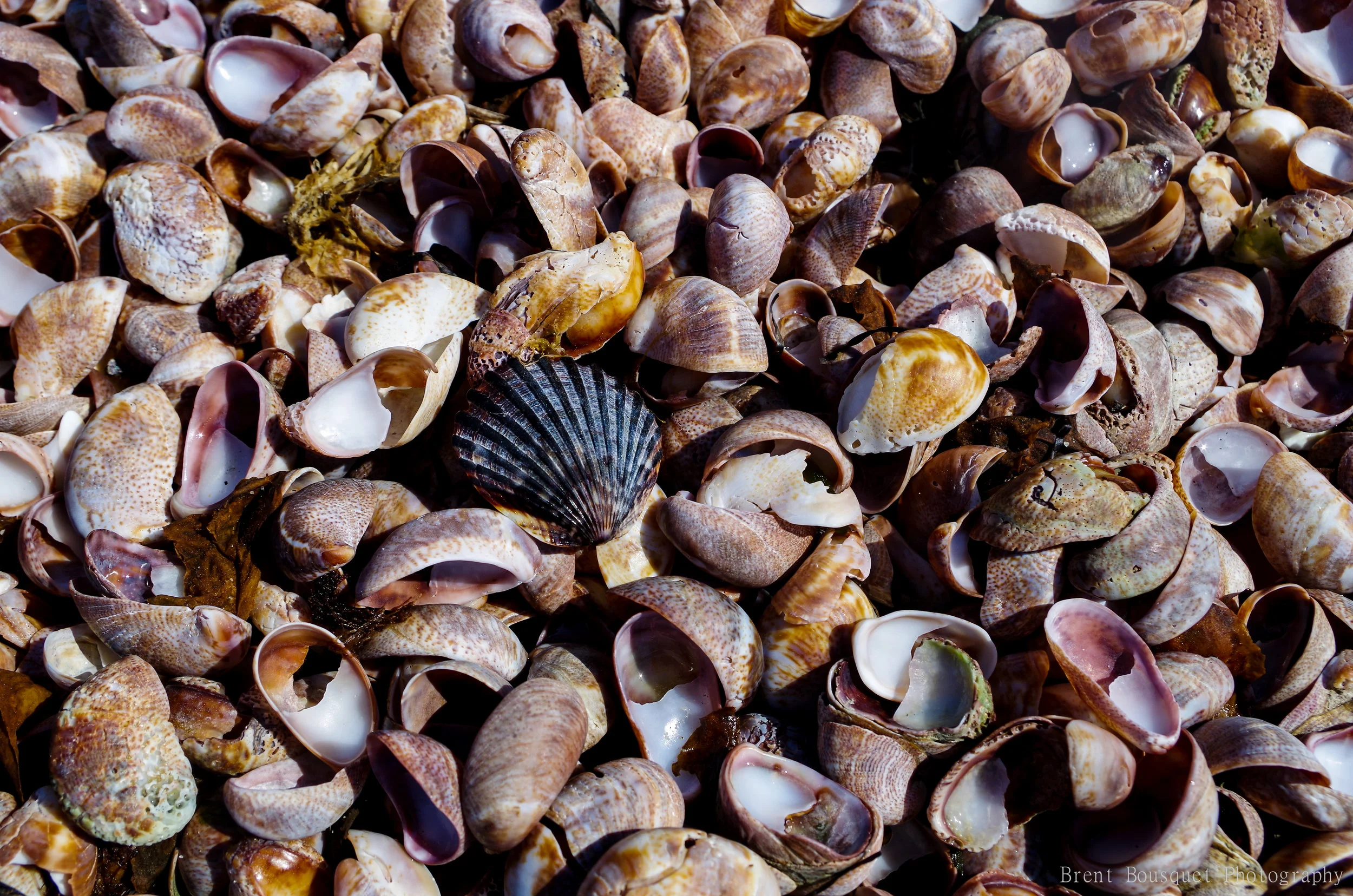 sea_shells_by_jinxx426-d8vddnh.jpg