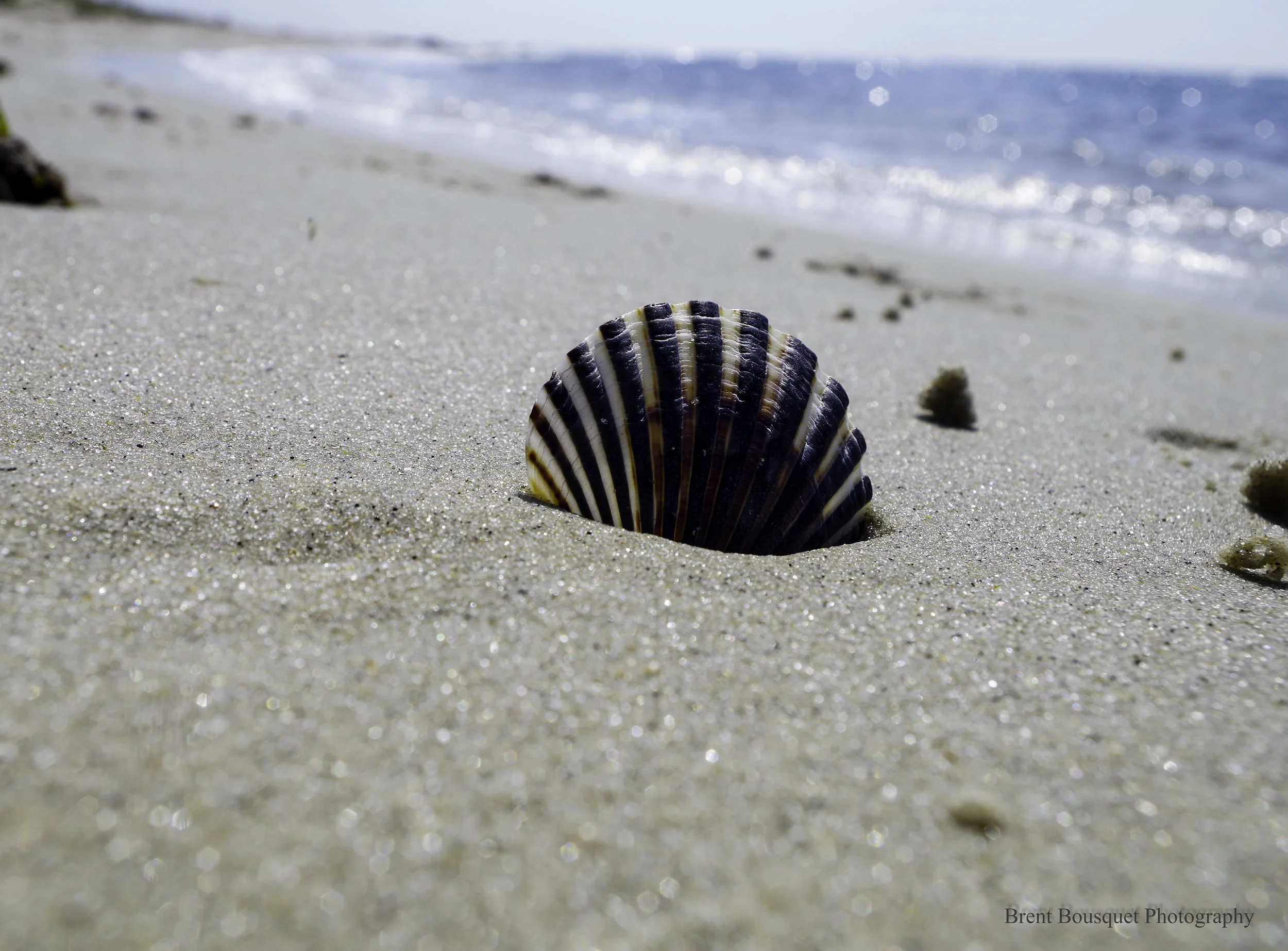 sea_shell_3_by_jinxx426-d9clu8v.jpg