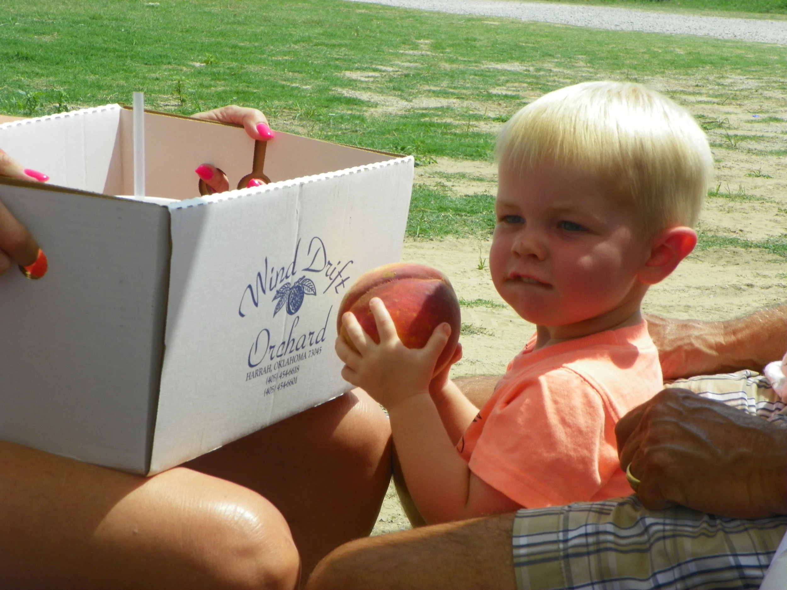 Picking Peaches: Wind Drift Orchards